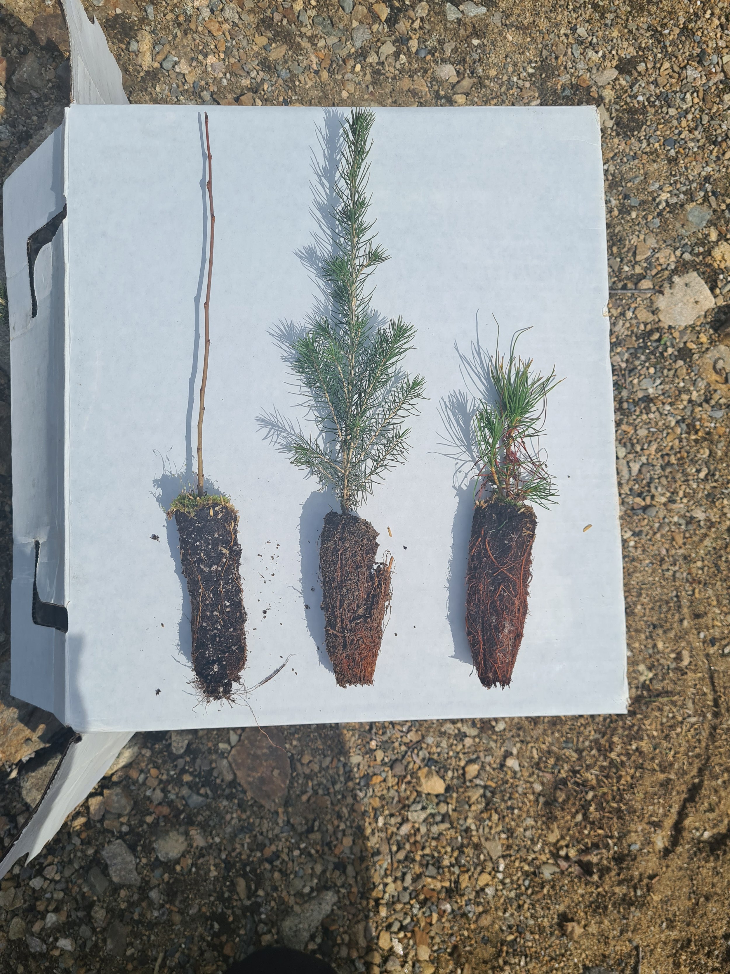Species from left to right: Choba (aspen), ts'u (spruce), and gadze (lodgepole pine) (June 2022)