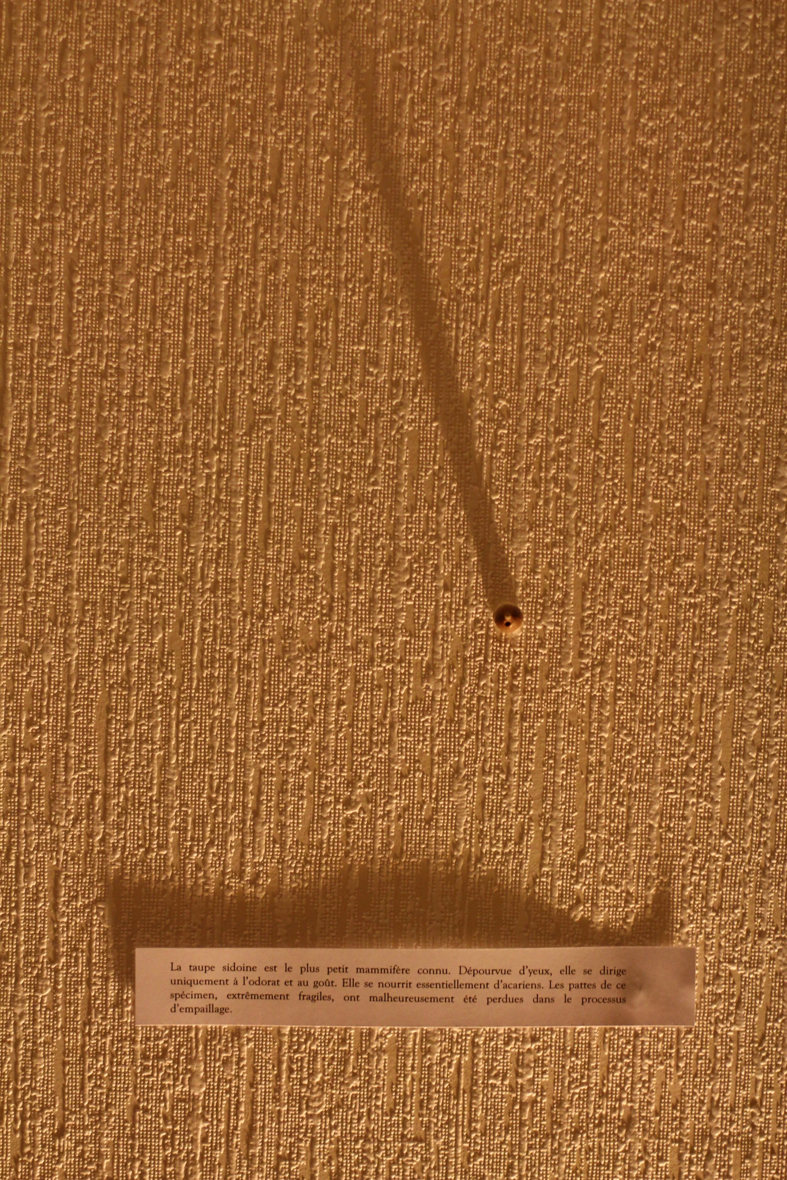 La taupe sidoine est le plus petit mammifère connu. Dépourvue d’yeux, elle se dirige uniquement à l’odorat et au goût. Elle se nourrit essentiellement d’acariens. Les pattes de ce spécimen, extrêmement fragiles, ont malheureusement été perdues dans l