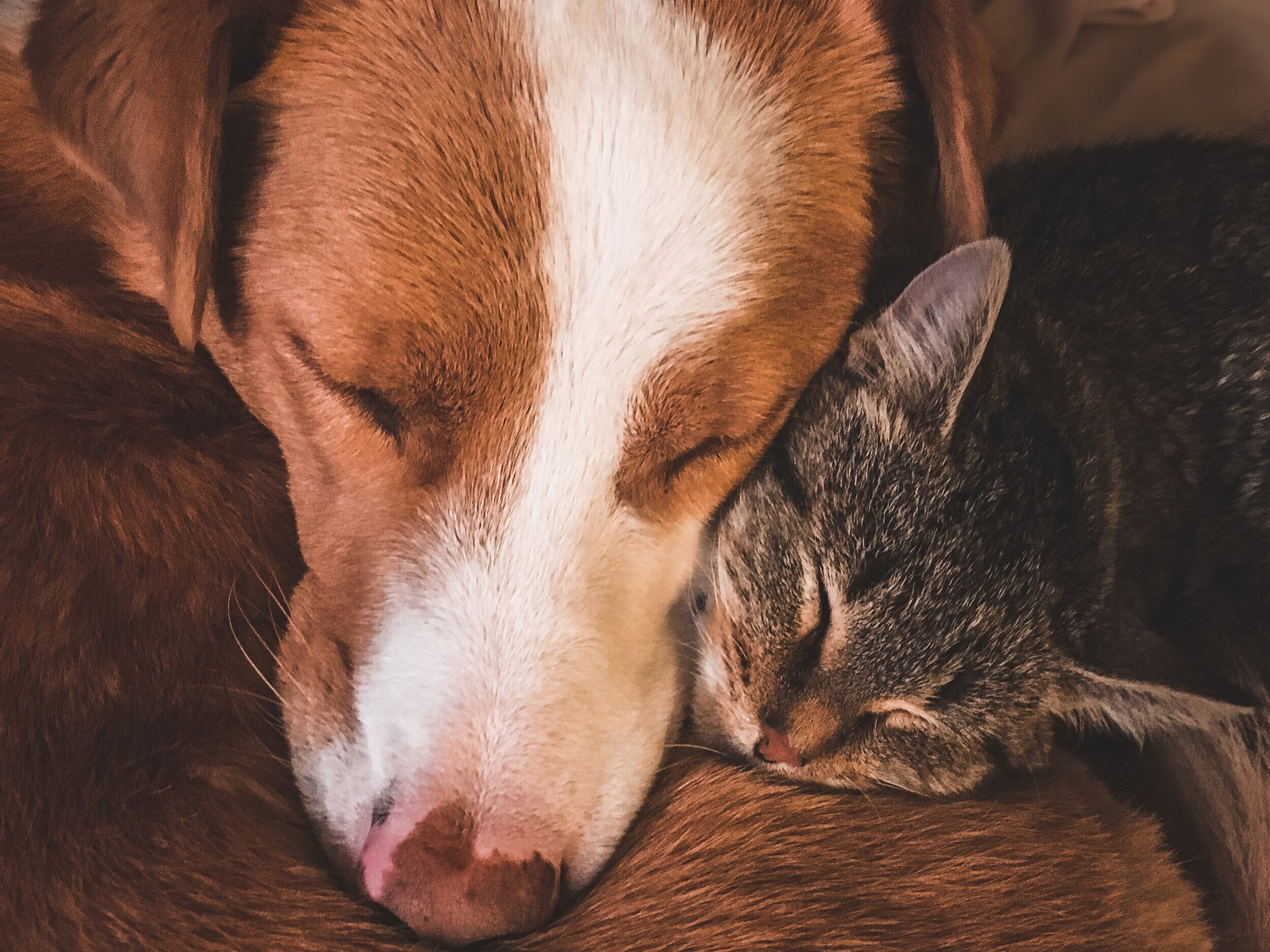 senior animal care colorado