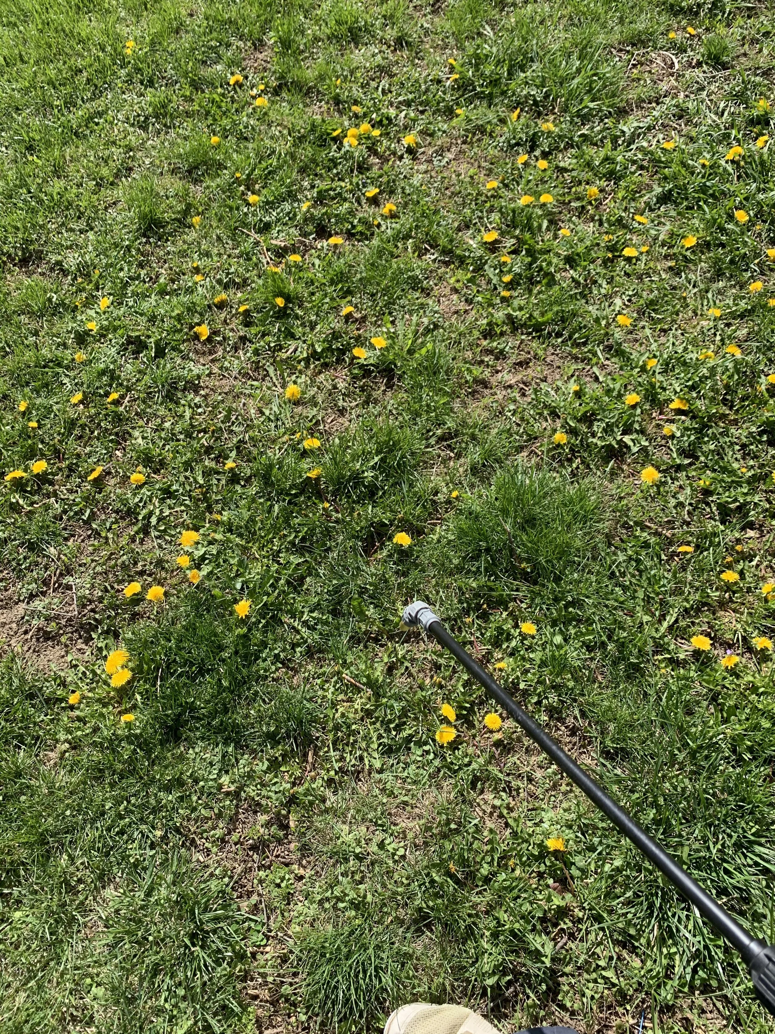 Dandelion (weed)