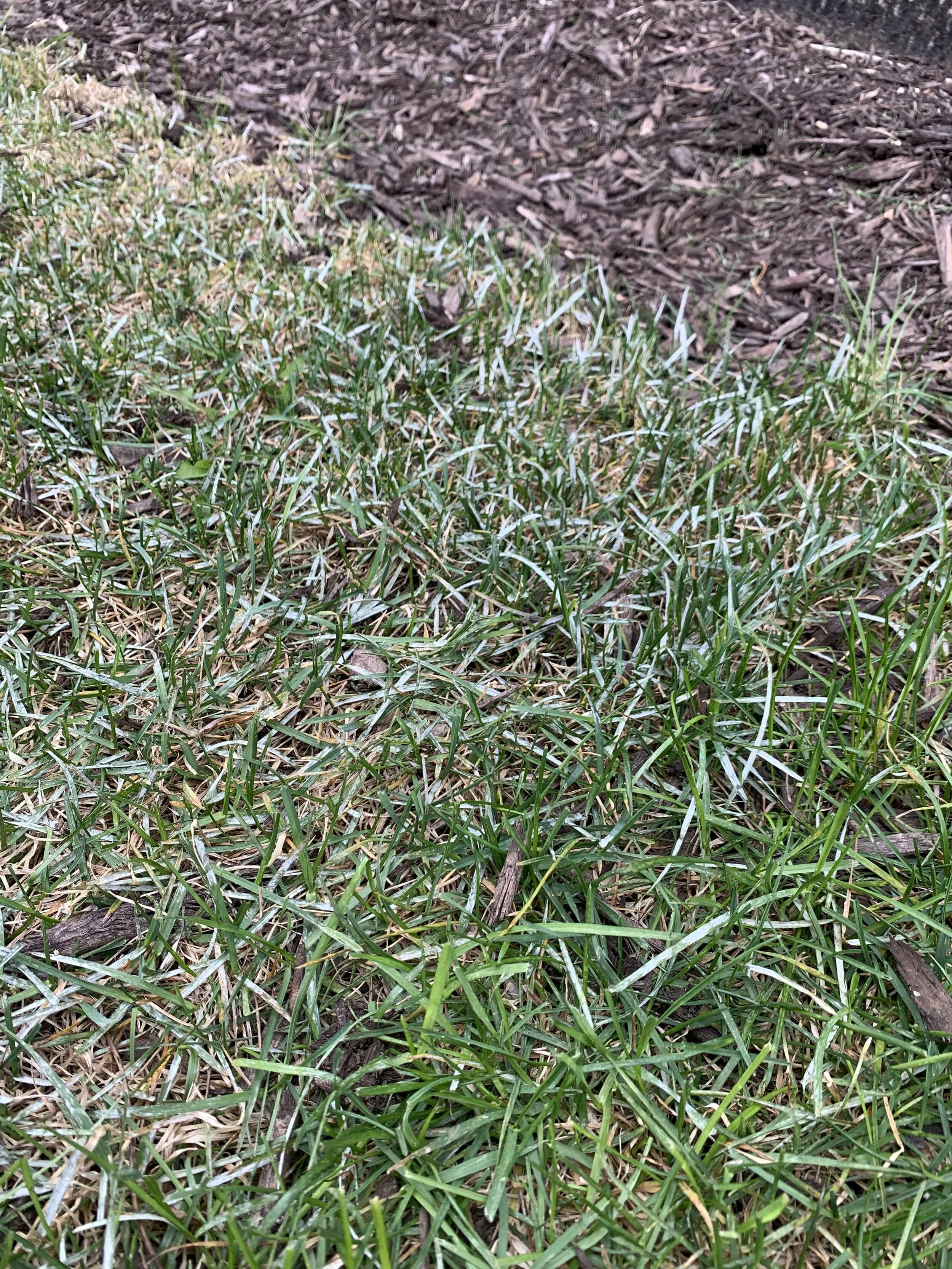 Powdery Mildew