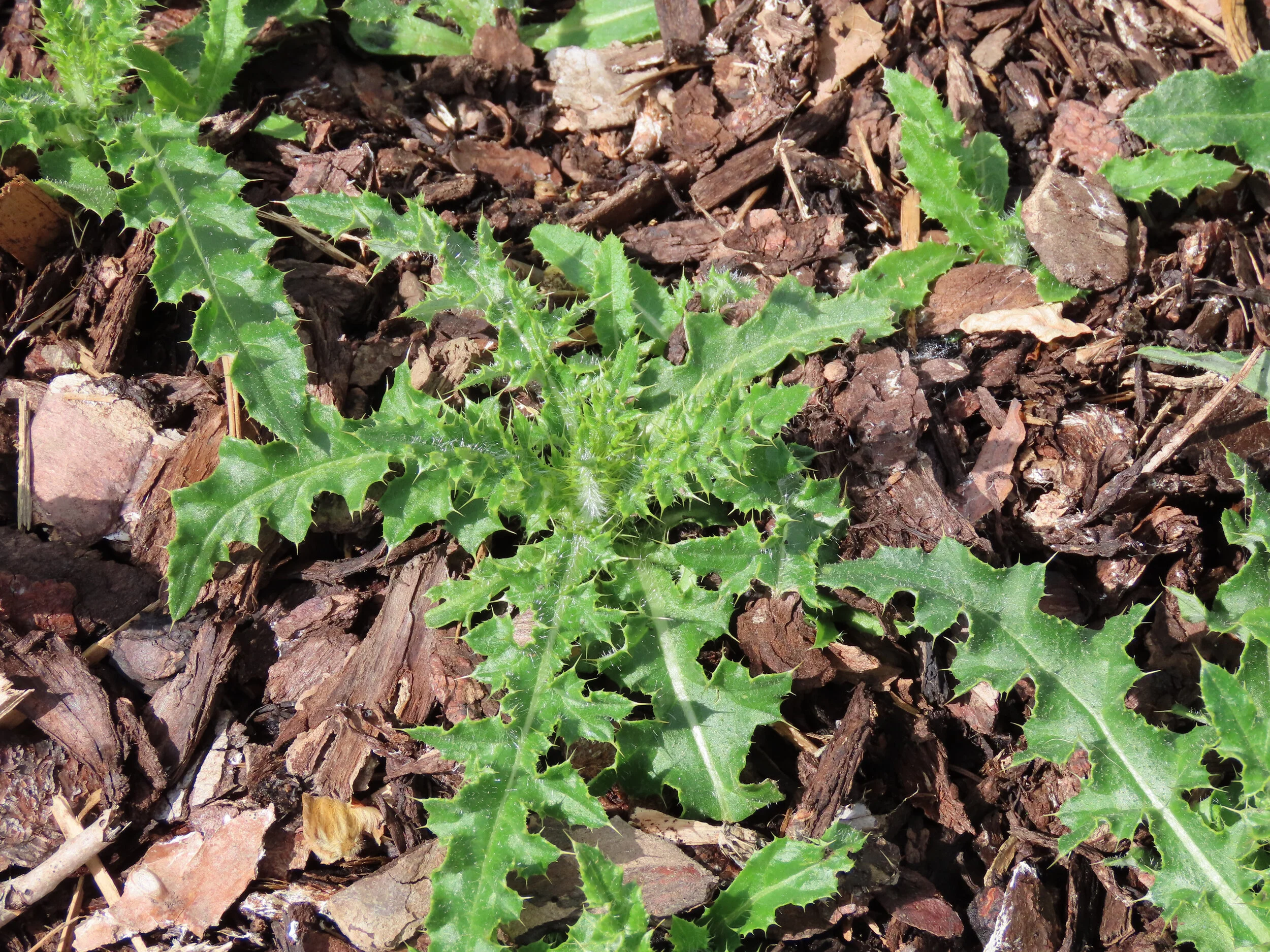 Thistle or Rhubarb