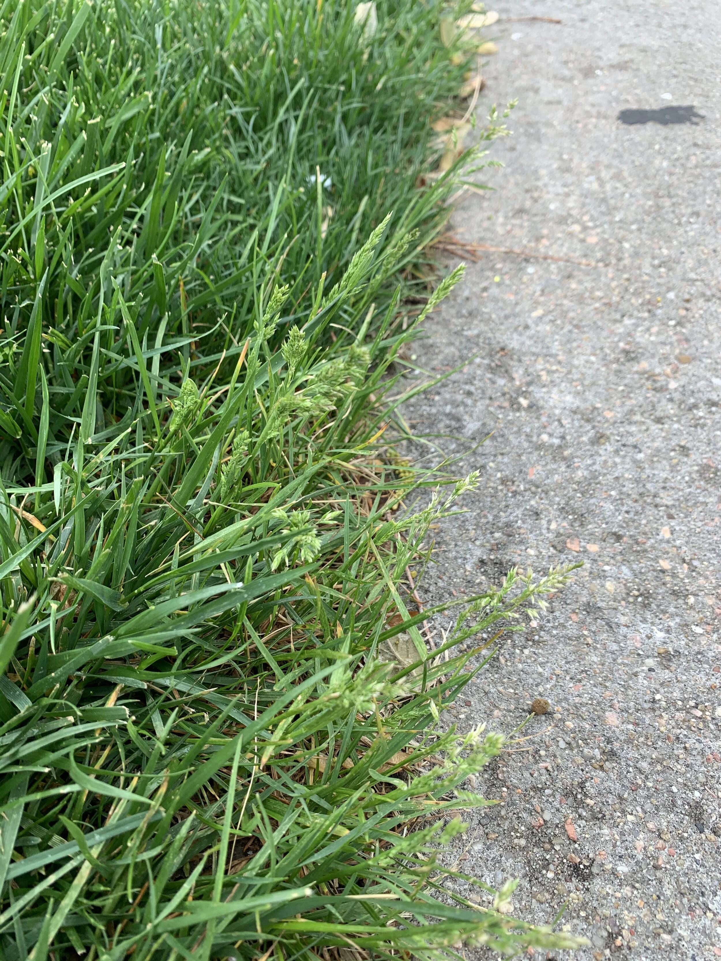 Grass is Seeding