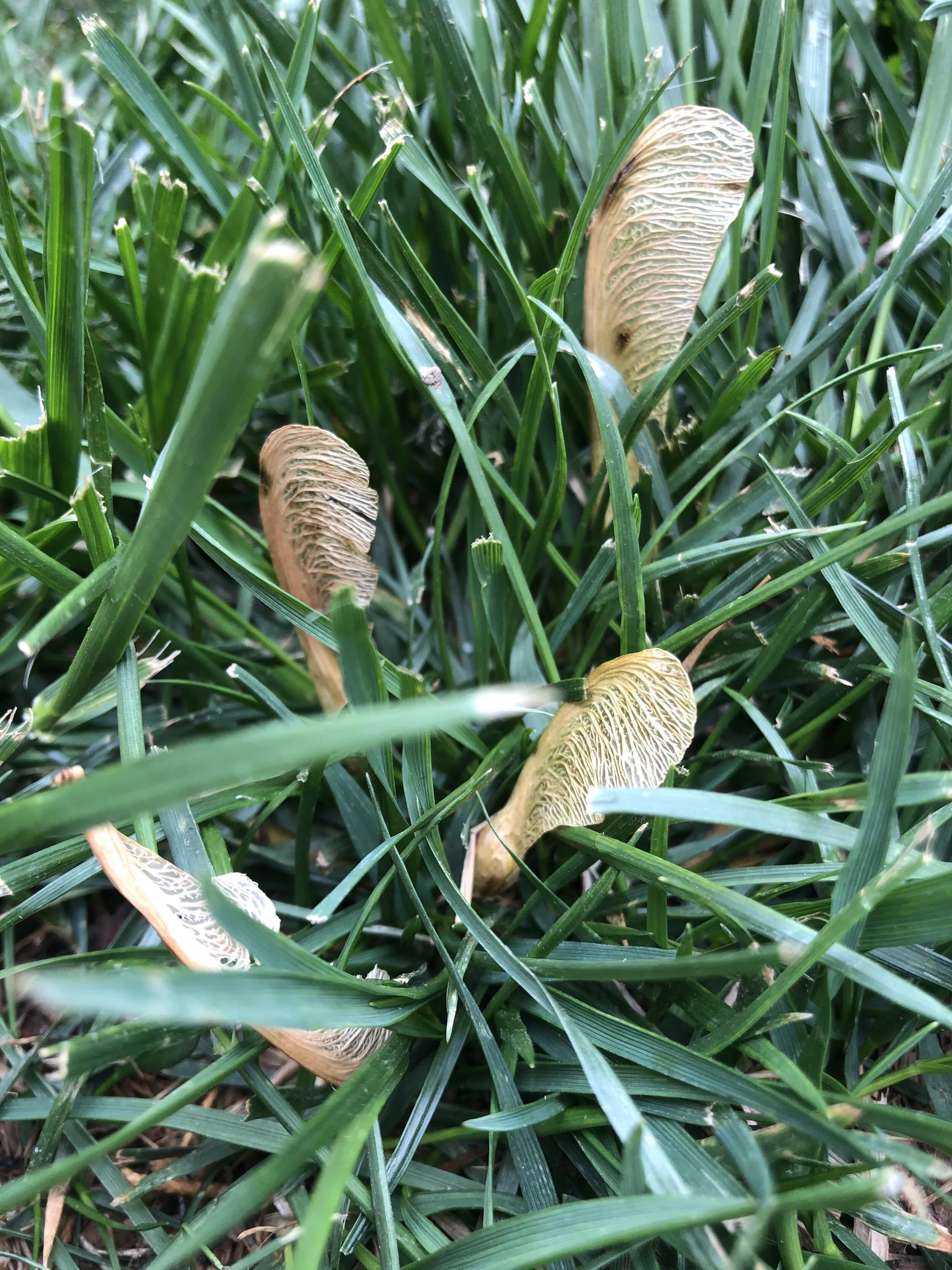 Helicopter Seed (Maple Tree)