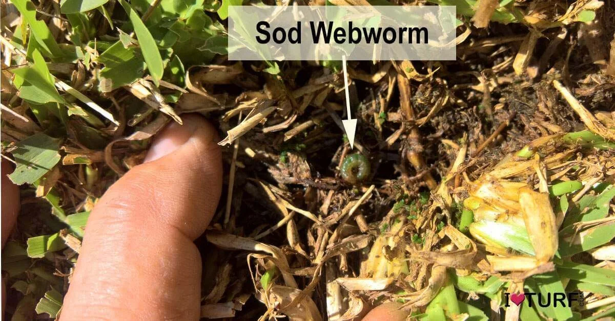 Sod Webworm is Here!