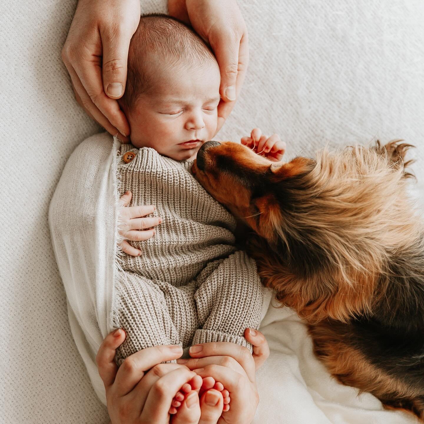 A beautiful at home session with gorgeous little Wesley and proud big fur-brother Hobbs this morning 🤍 

If you would rather stay at home I will come to you for our session and I being everything I need to ensure we still capture photos in my simple