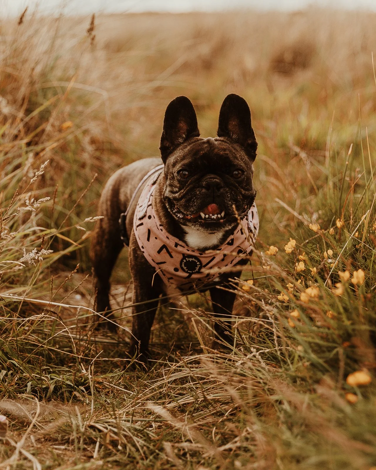 A French Bulldog wearing a patterned harness standing in a grassy field with yellow flowers.