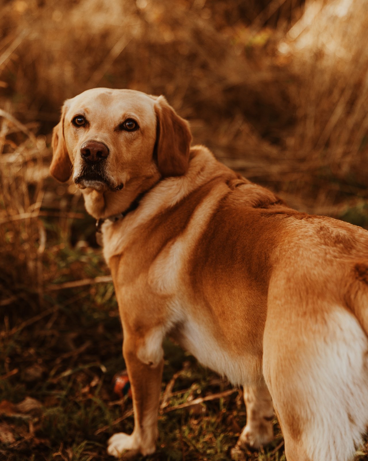 A golden retriever dog standing outdoors in a natural setting during sunset, looking back over its shoulder.