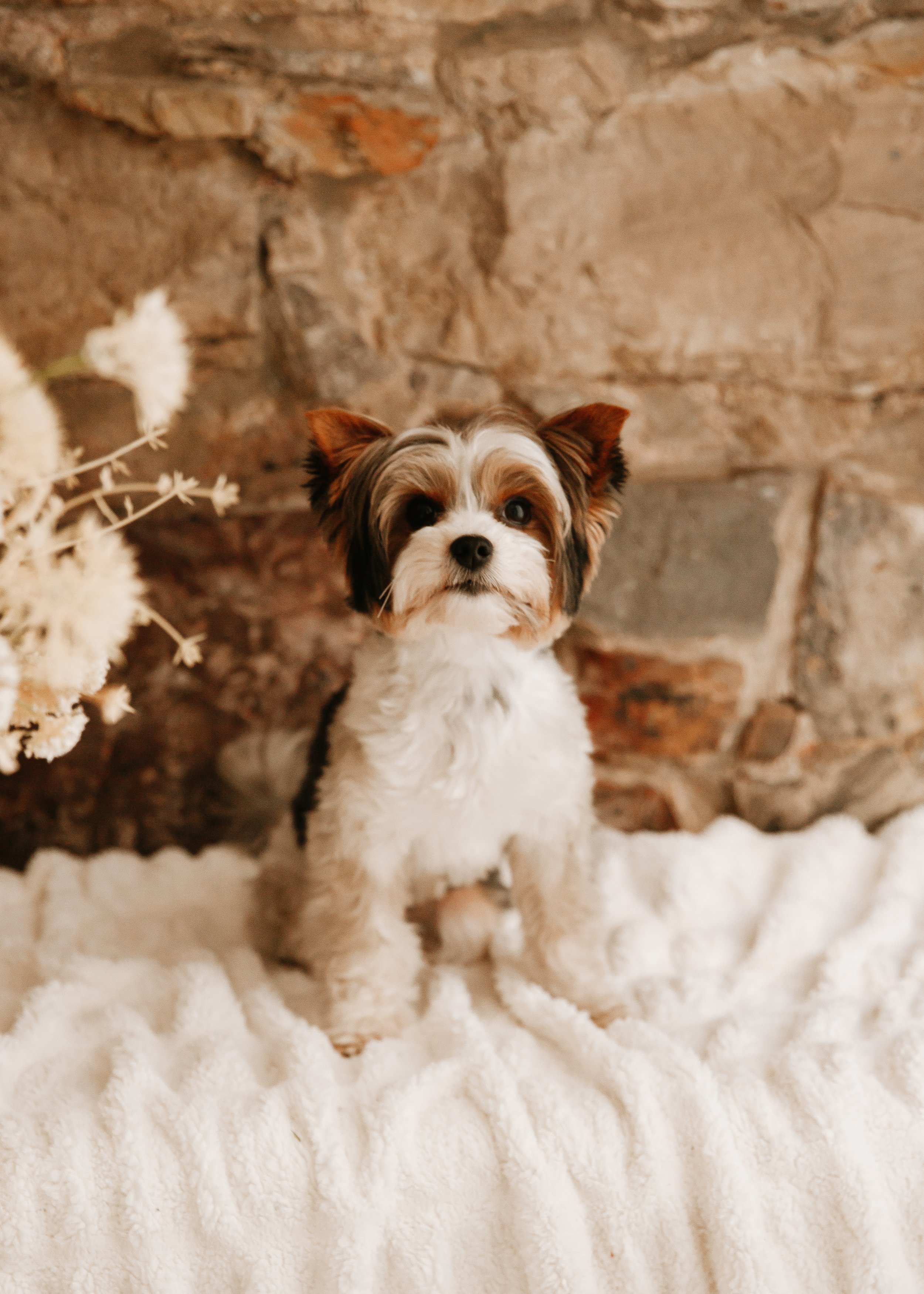 A cute small dog sitting on a fluffy white blanket in front of a rustic brick wall.