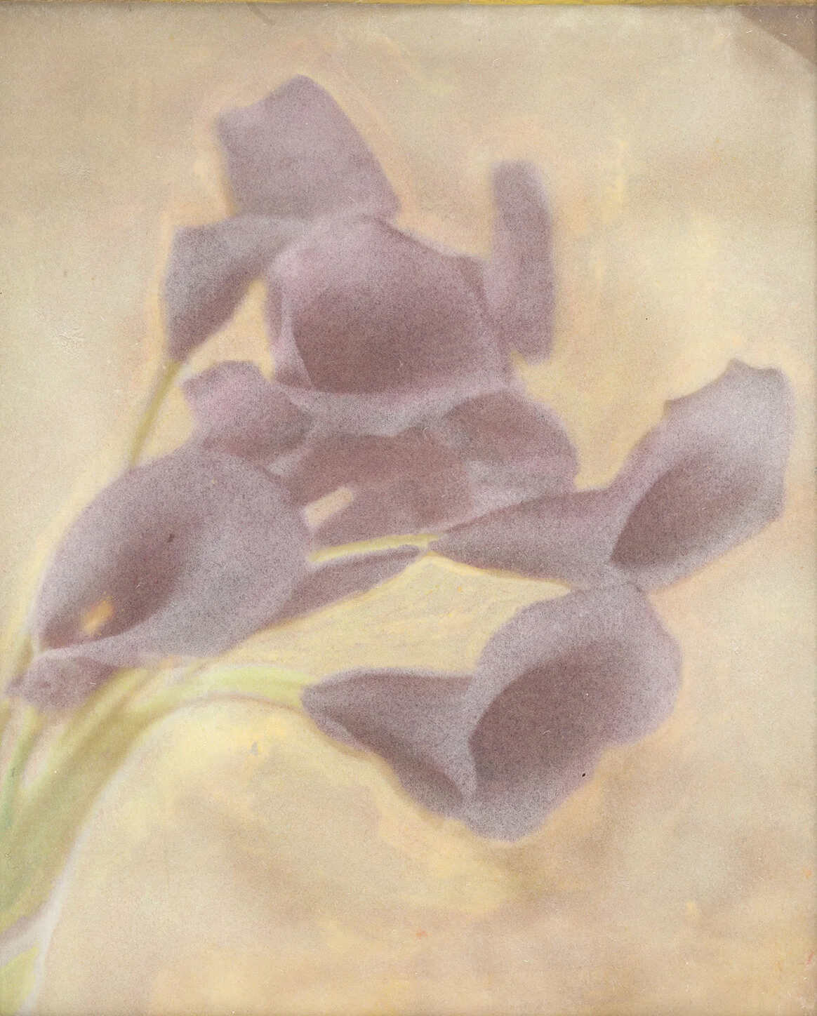 Calla Lilies