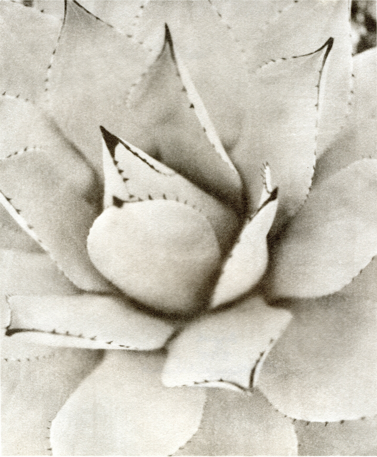 Agave