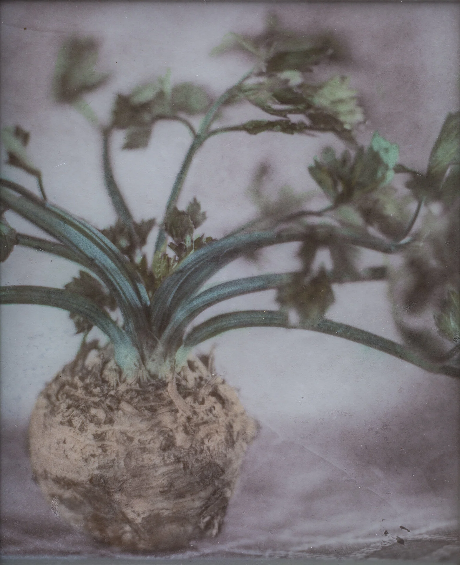 Celery Root