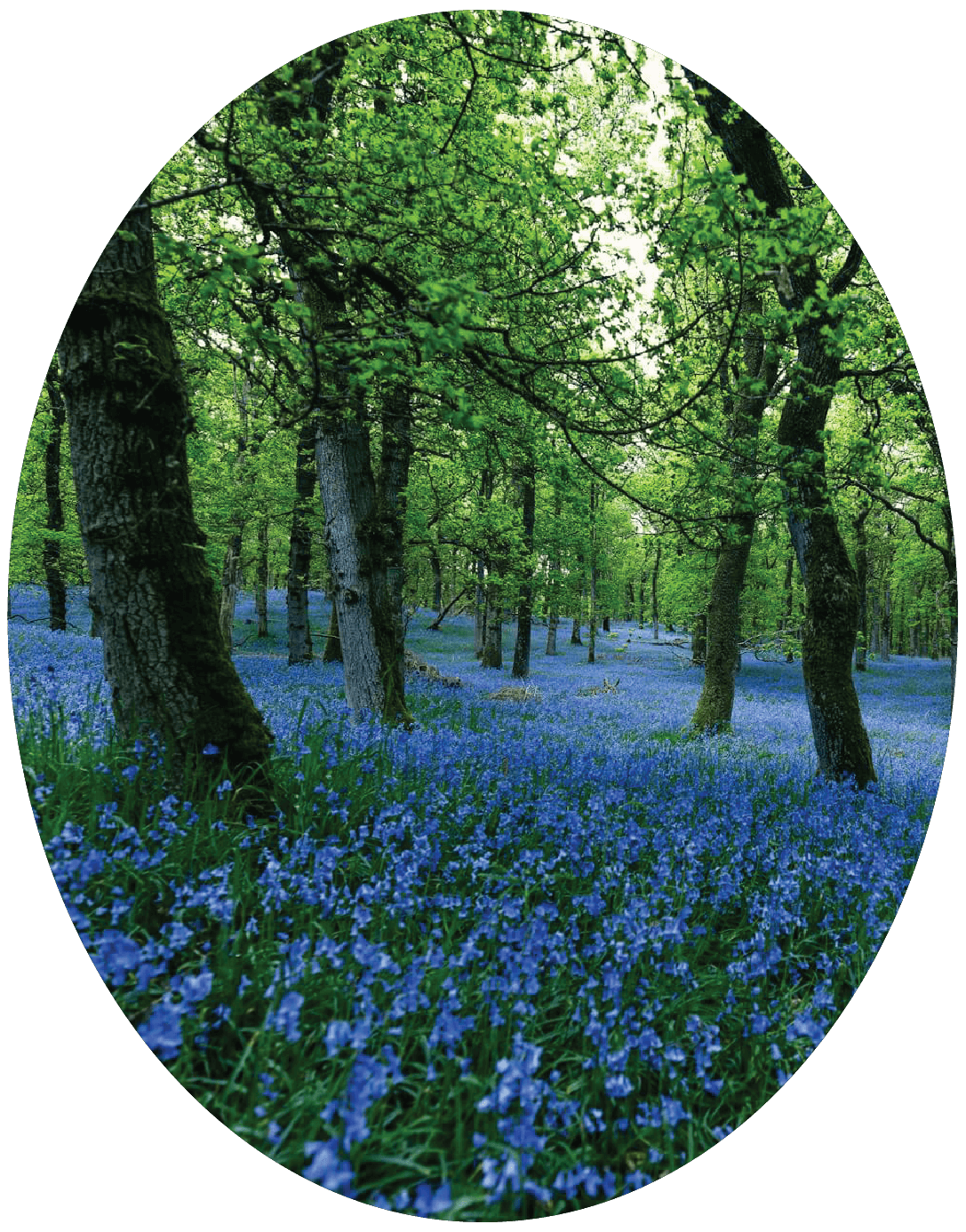 A forest with trees covered in green leaves and a ground full of blue flowers.