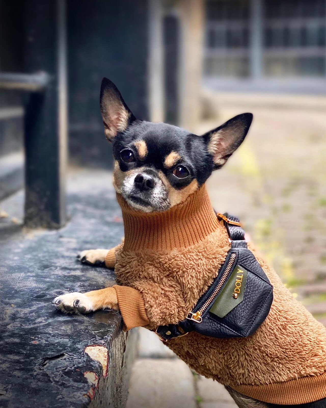 Dolly6.jpg