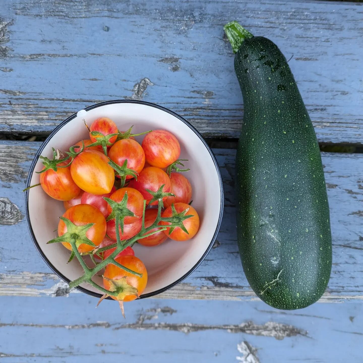 Today's harvest: a zucchini and a bowl full of sunrise bumblebee tomatoes. 🍅
