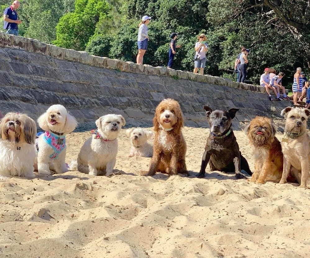 The Best DogFriendly Beaches in Sydney 2021 — The Outlet