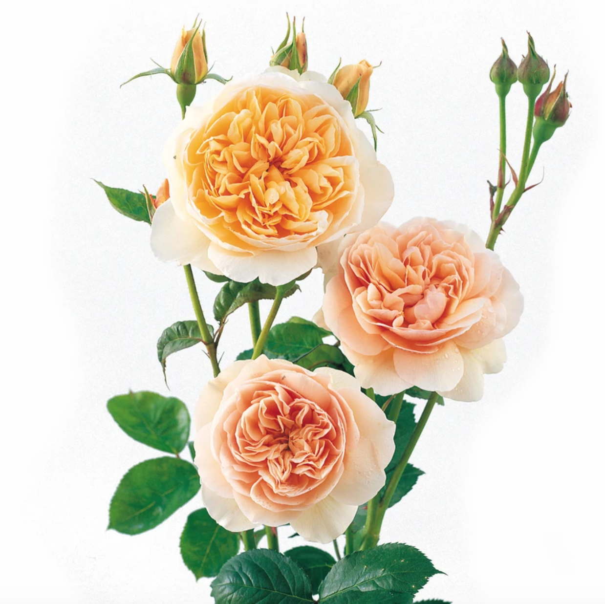 The Most Expensive Flowers in the World Are As Beautiful As You'd Imagine — The Outlet