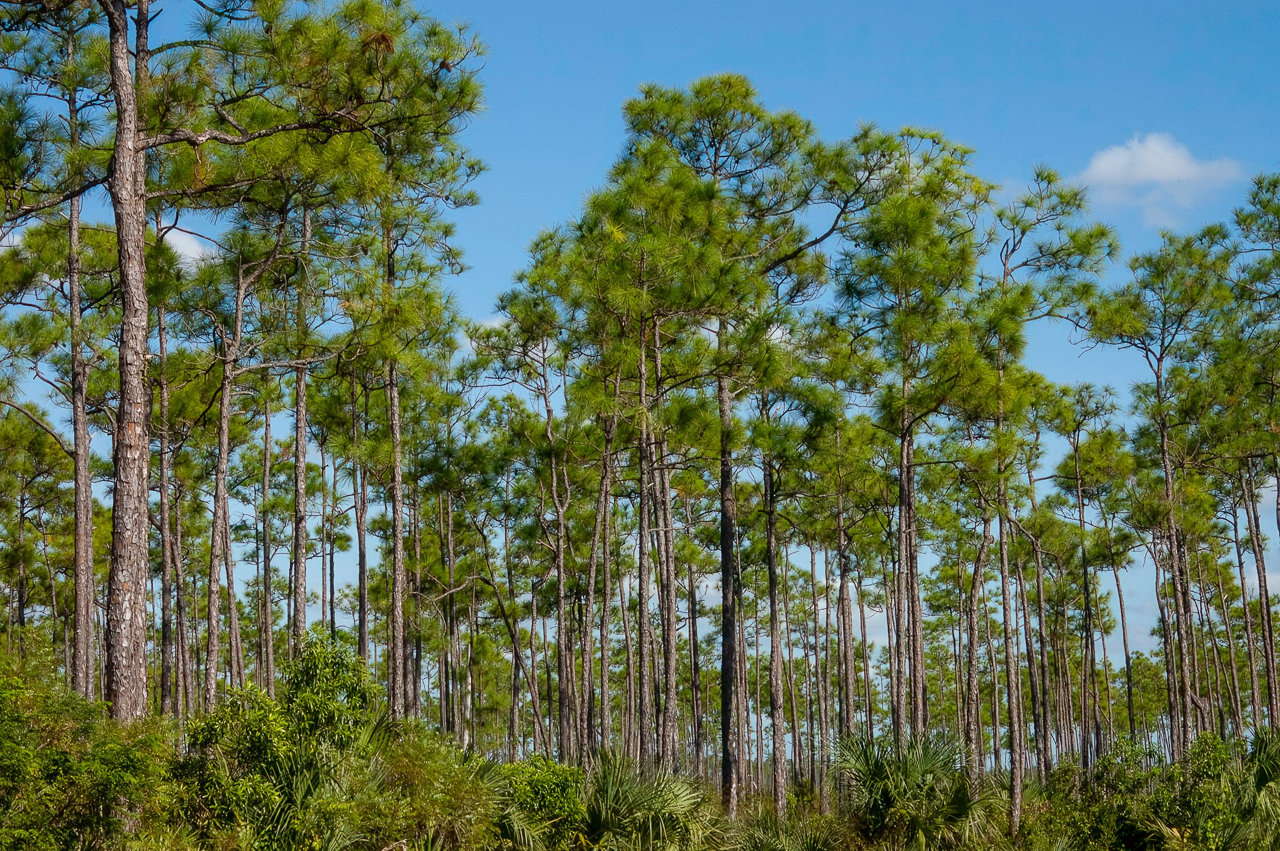 A dense forest of tall green pine trees under a bright blue sky with scattered white clouds.