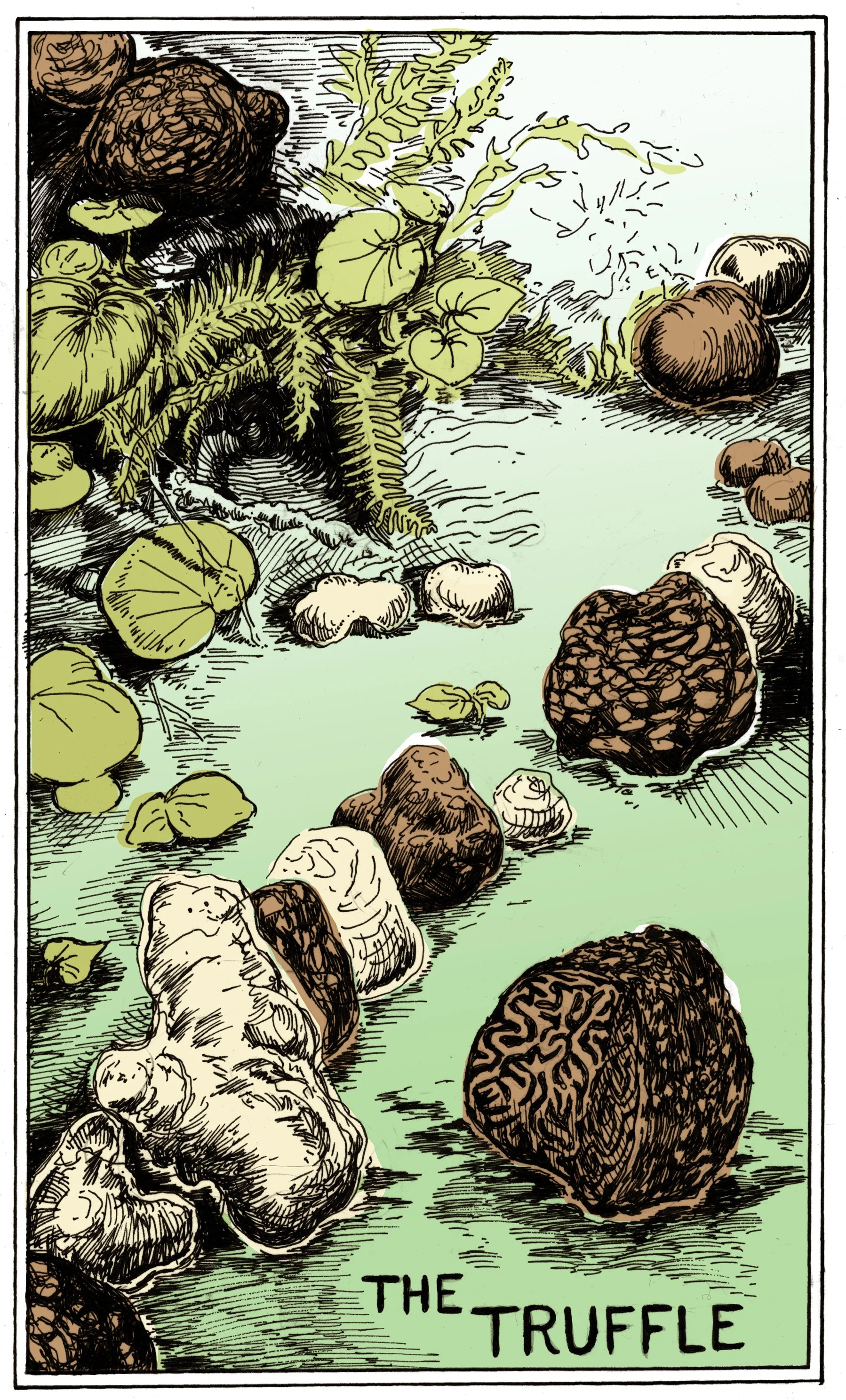 truffle_mardikesSM.jpg