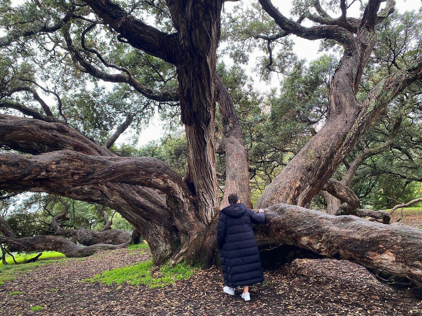 big coat ✅ big tree ✅ little guy ✅