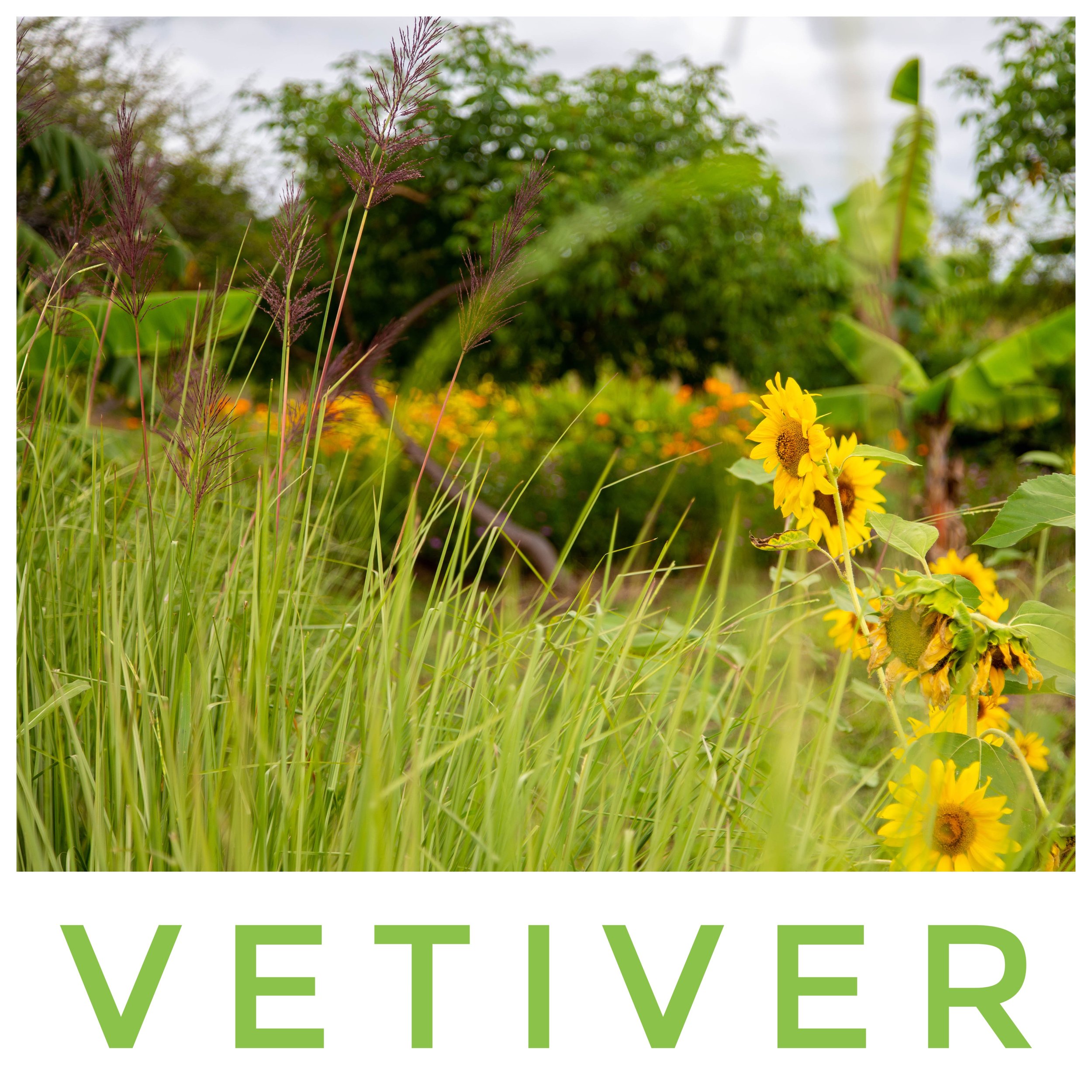 Vetiver - a Miracle Grass