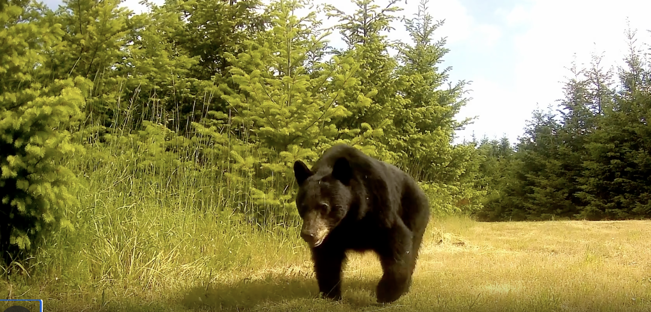 A Bear, an Elk, and a Chardonnay Vine Walk Into Pride Month...The vineyard has always been inclusive