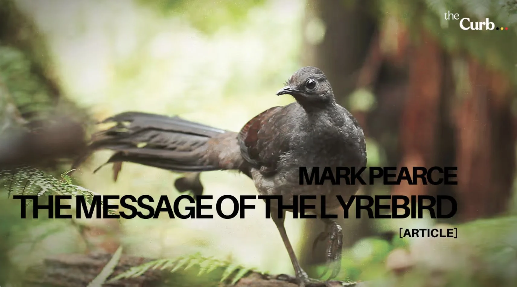 Is the future of the forests being foretold? (The Curb)