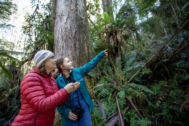 A new chapter for lyrebirds (Star Mail)