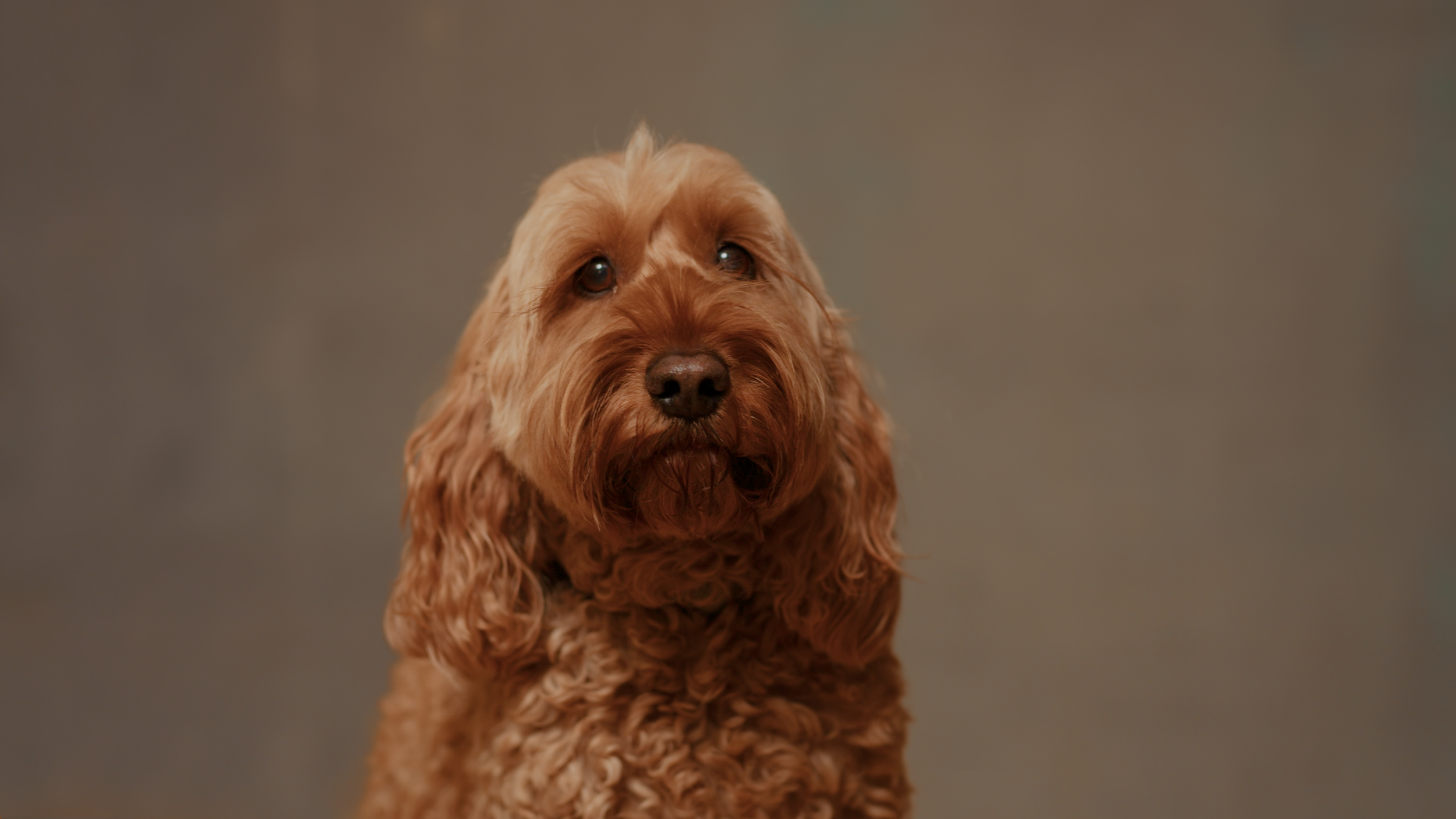 DOG 1.png