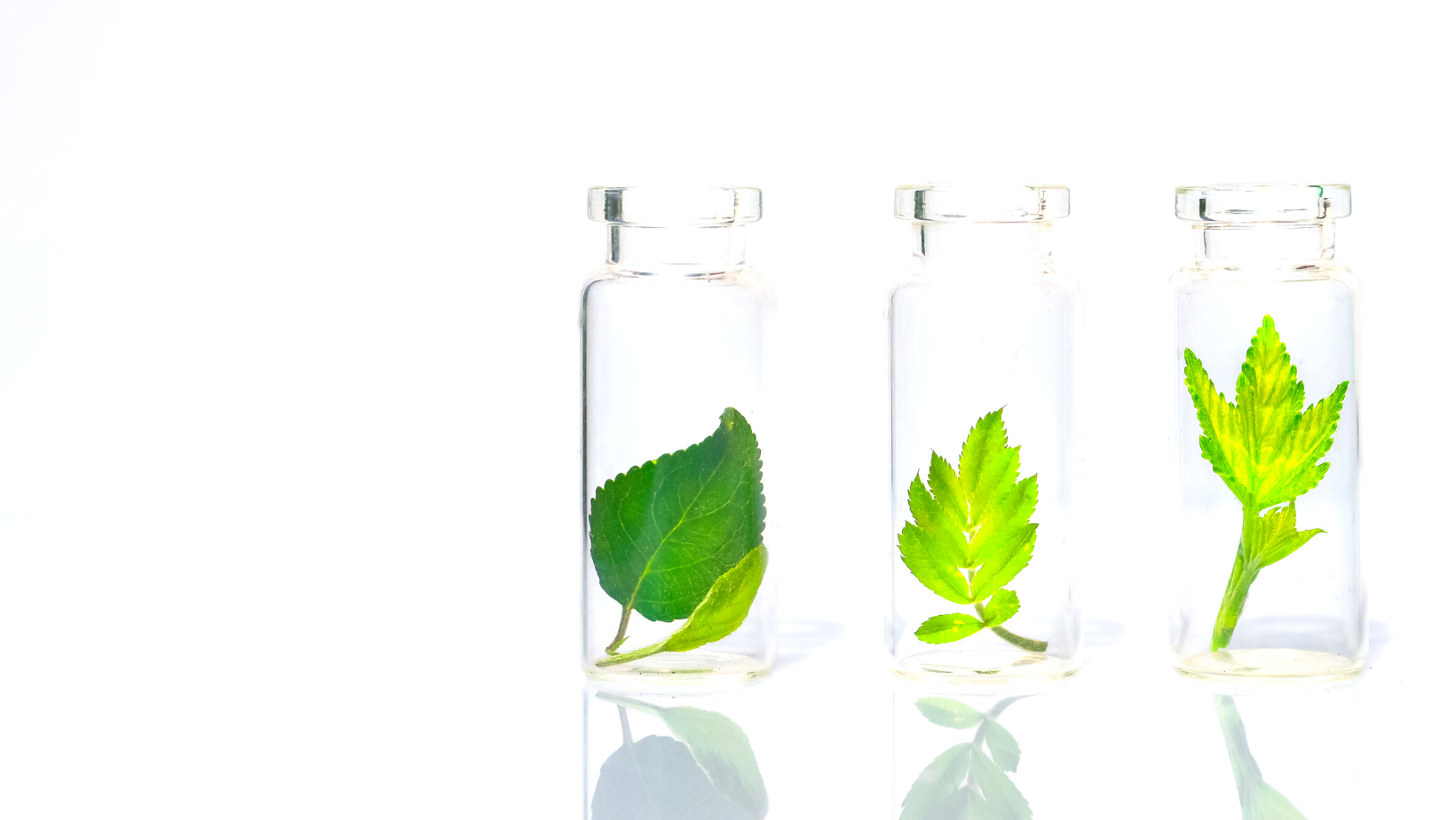 Untitled design (3) copy.png