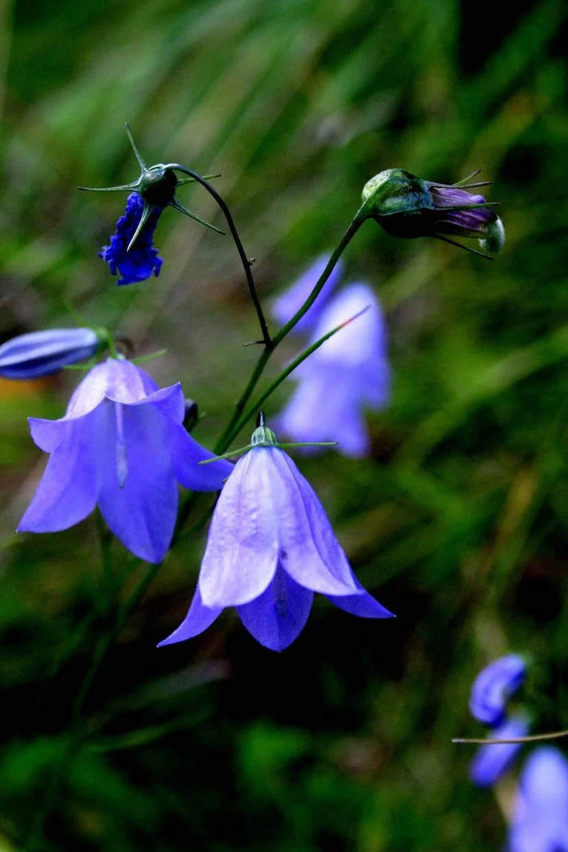 bluebell_by_coyotegirl_d10fjgw-414w-2x.jpg