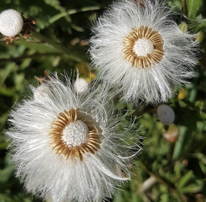 Mindful Nature Walk