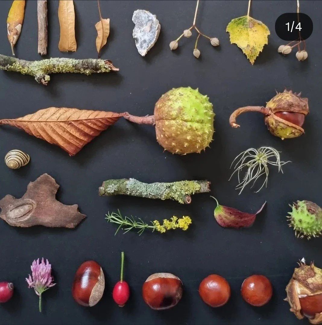 Fall of the Leaf - Mindful Autumn Nature Walk