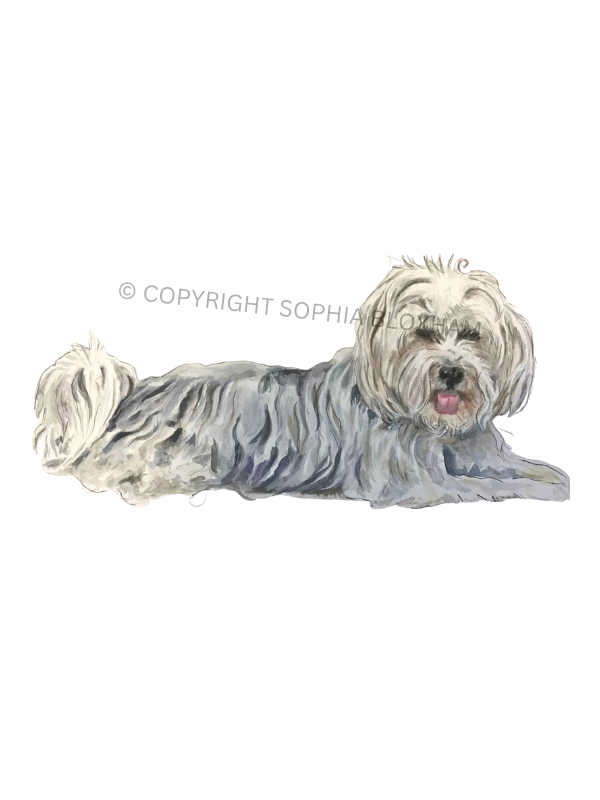 Lola © Copyright Sophia Bloxham.png