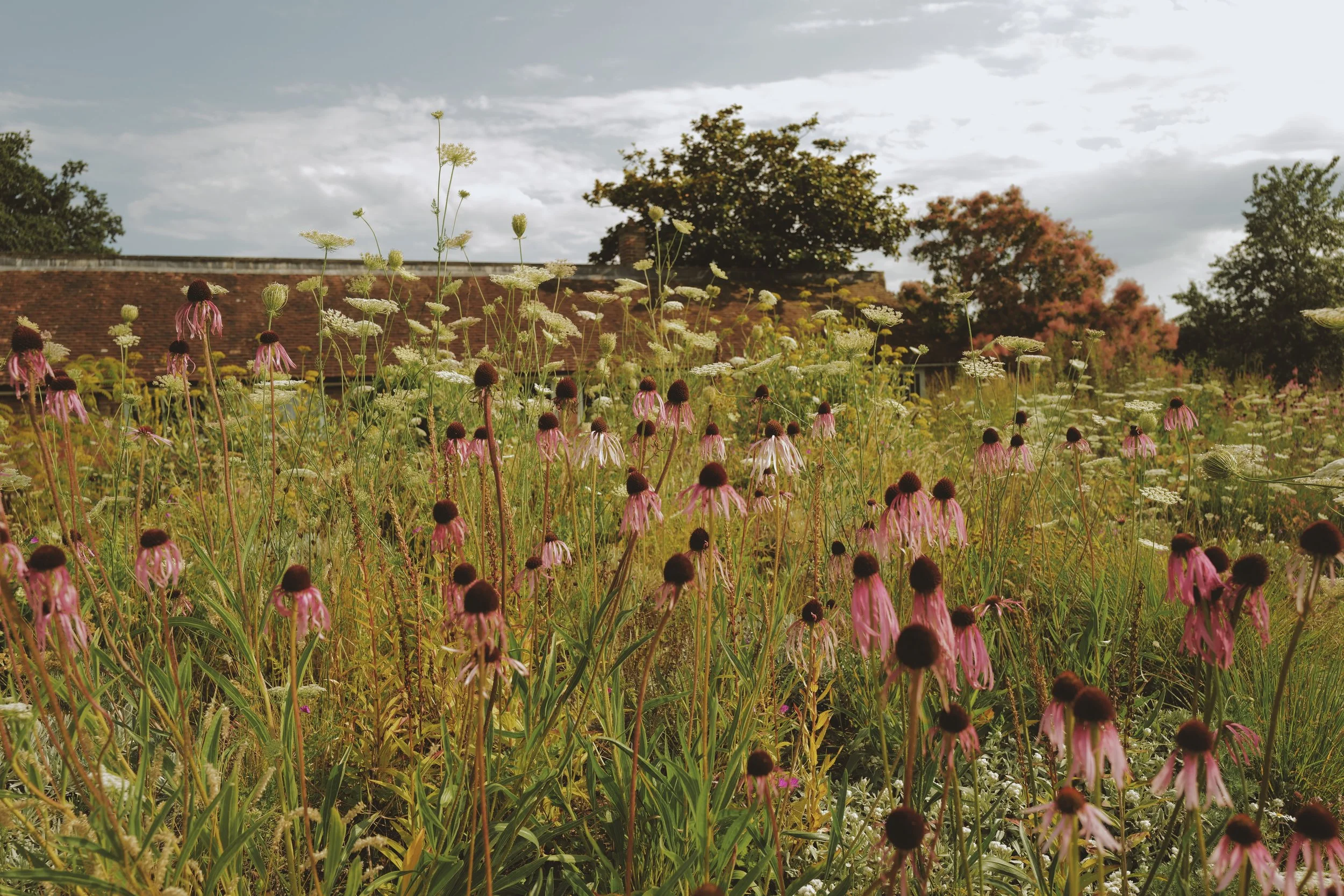 Charlie Harpur Knepp Re-wilding interview