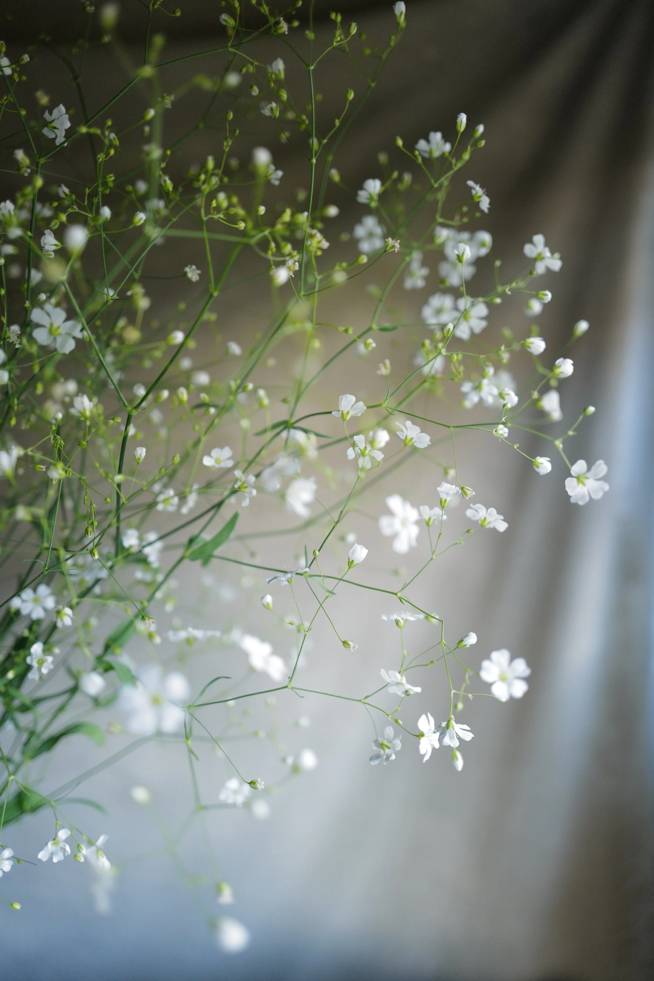 Gypsophila 'Covent Garden'