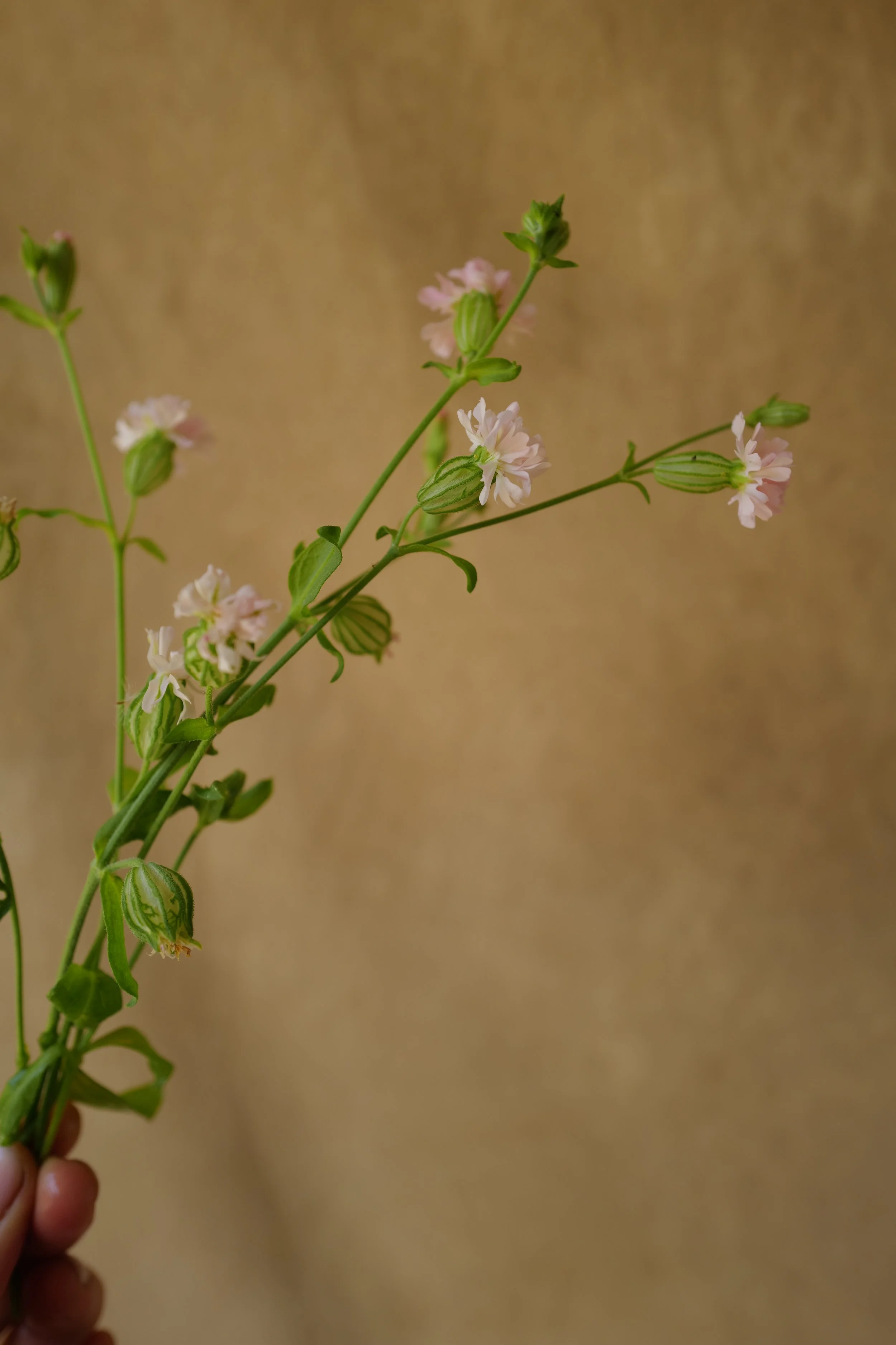 L1540173.JPG