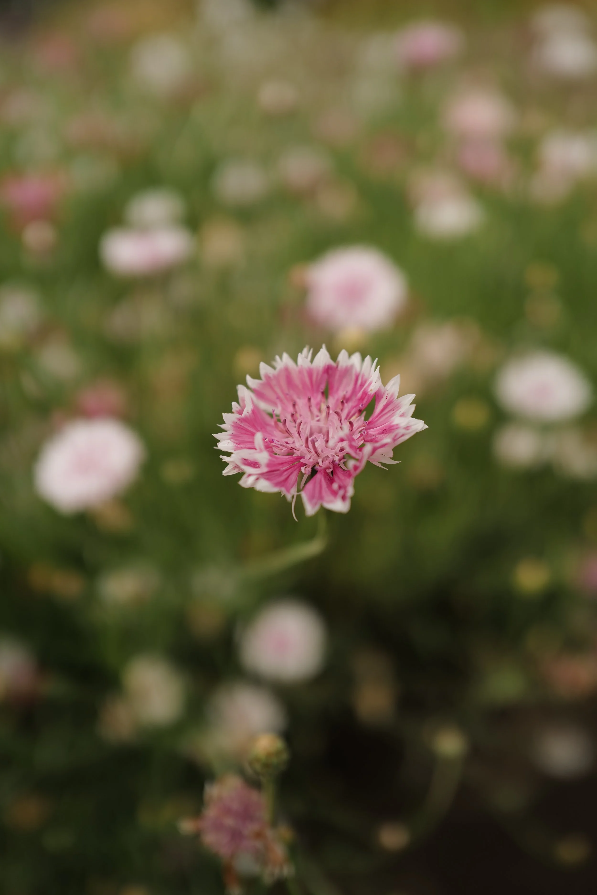L1550562.JPG