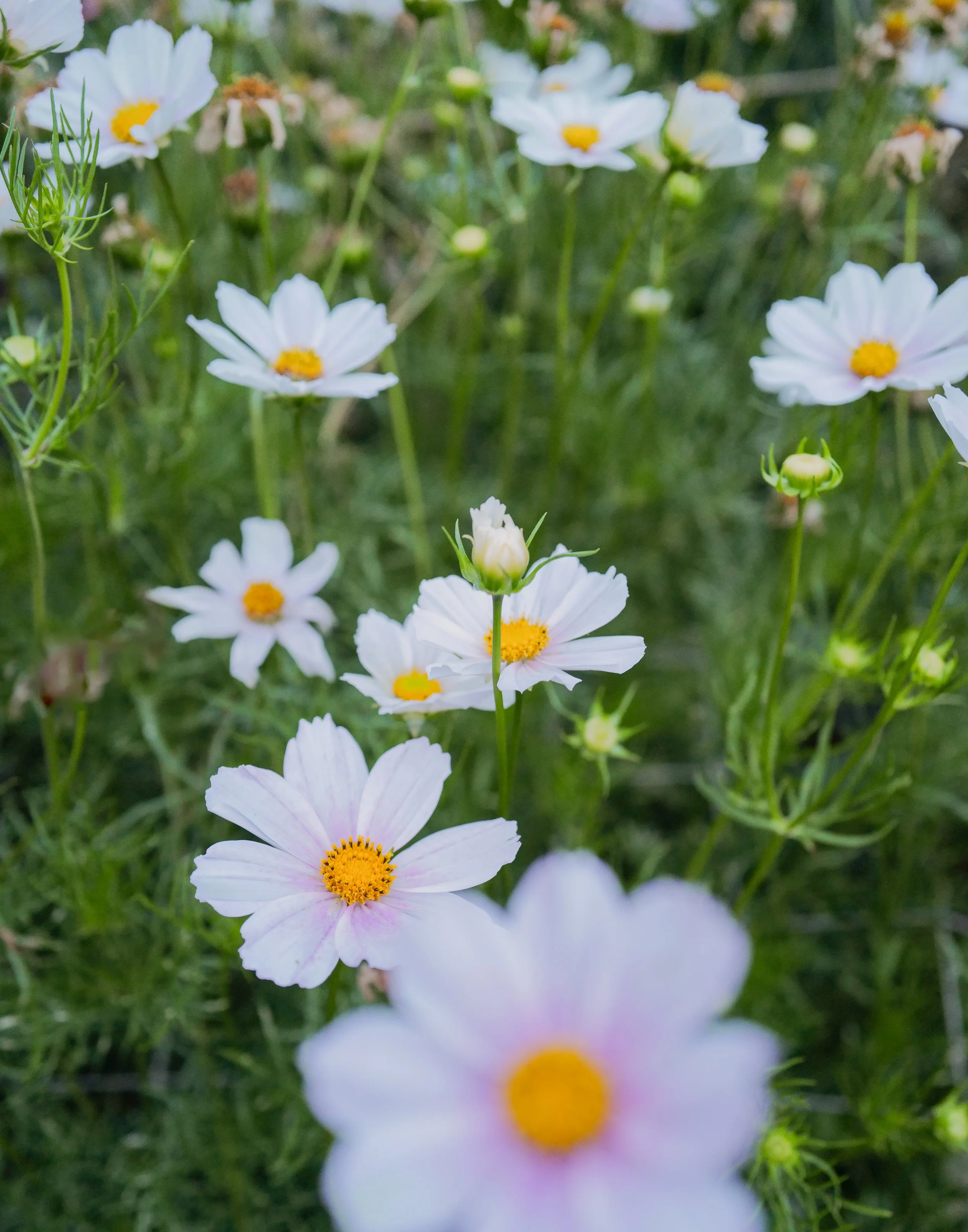 L1440316-2.jpg