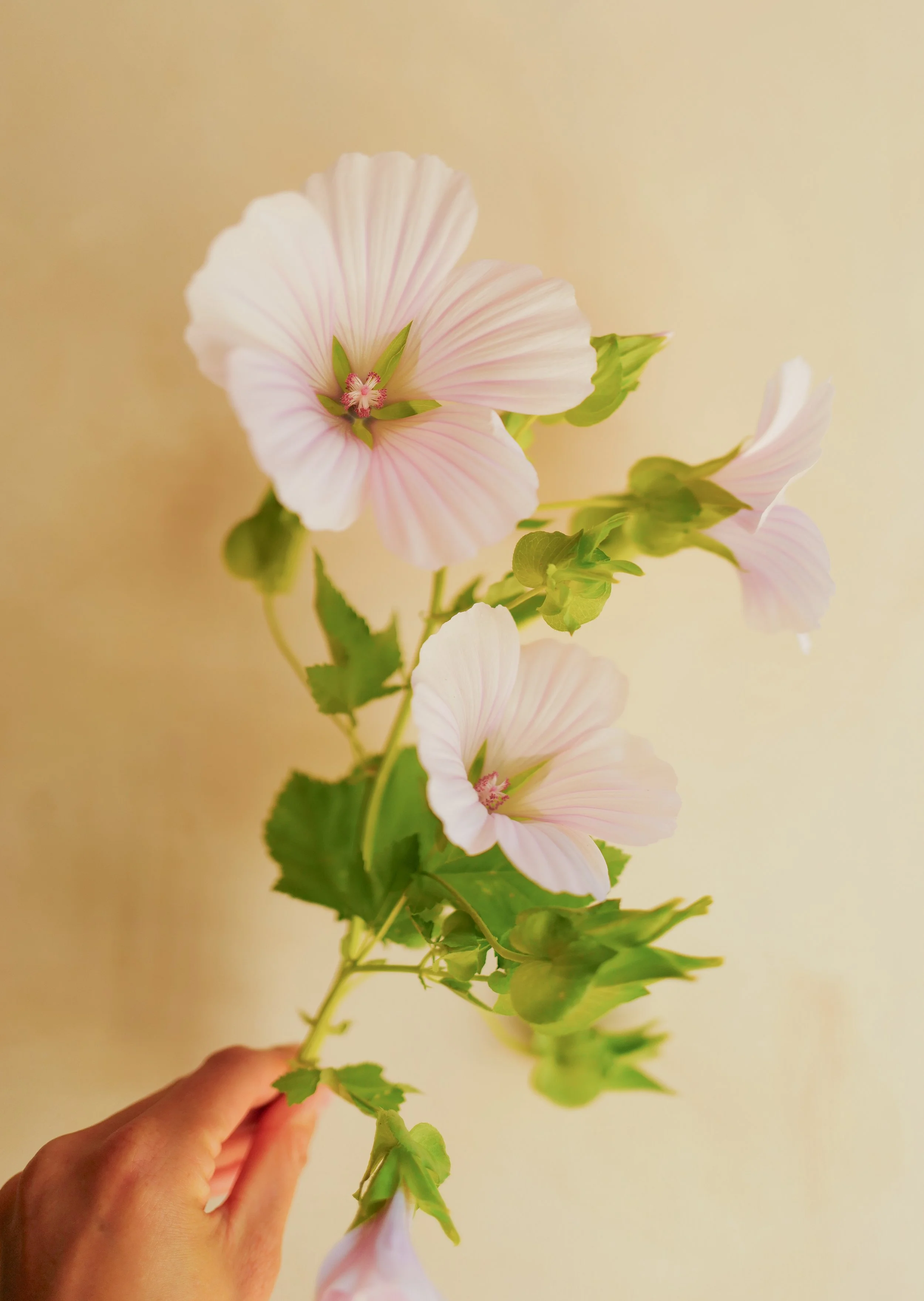 malope pink shells34.jpg