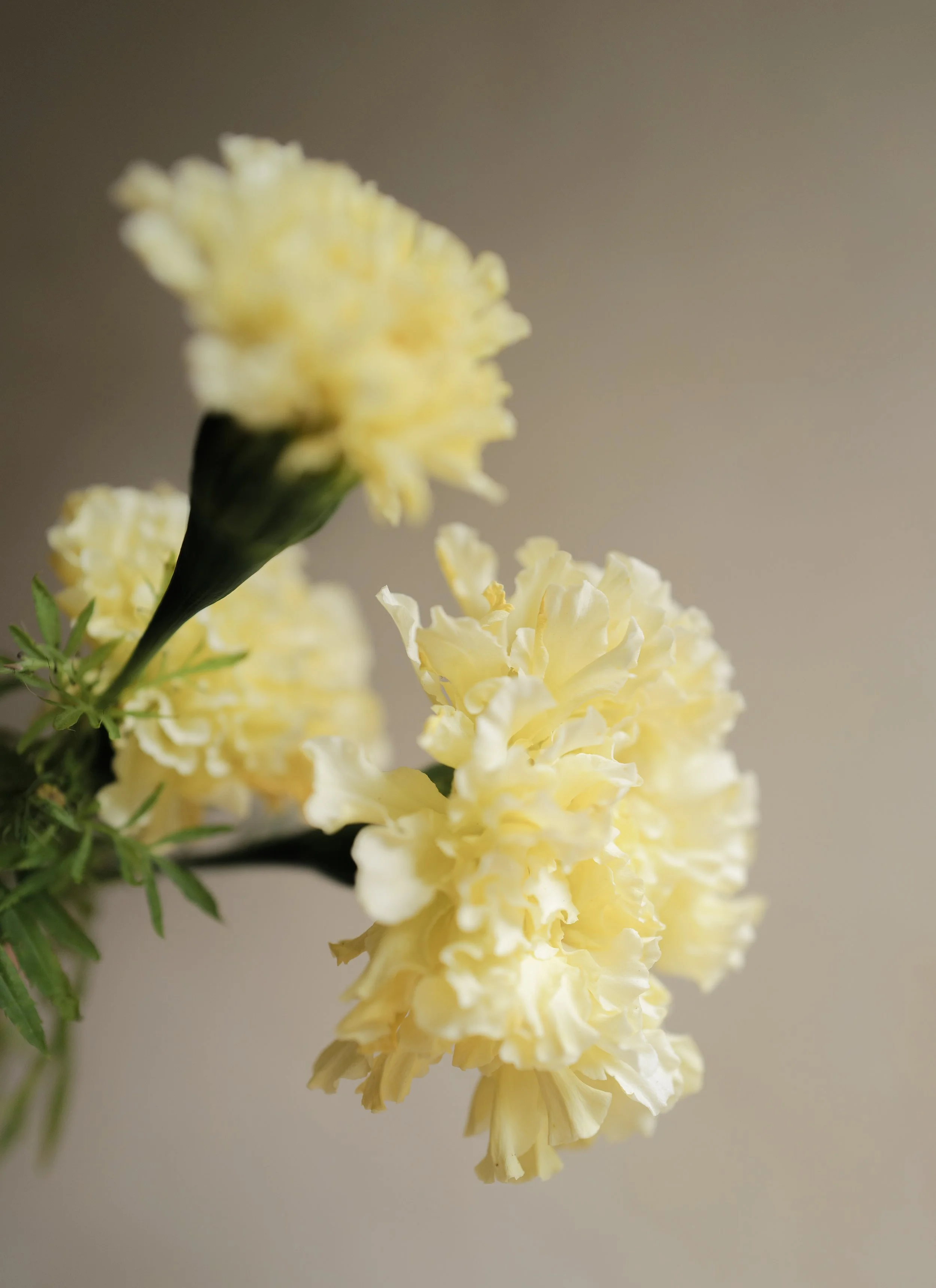 tagates ivory moon32.jpg