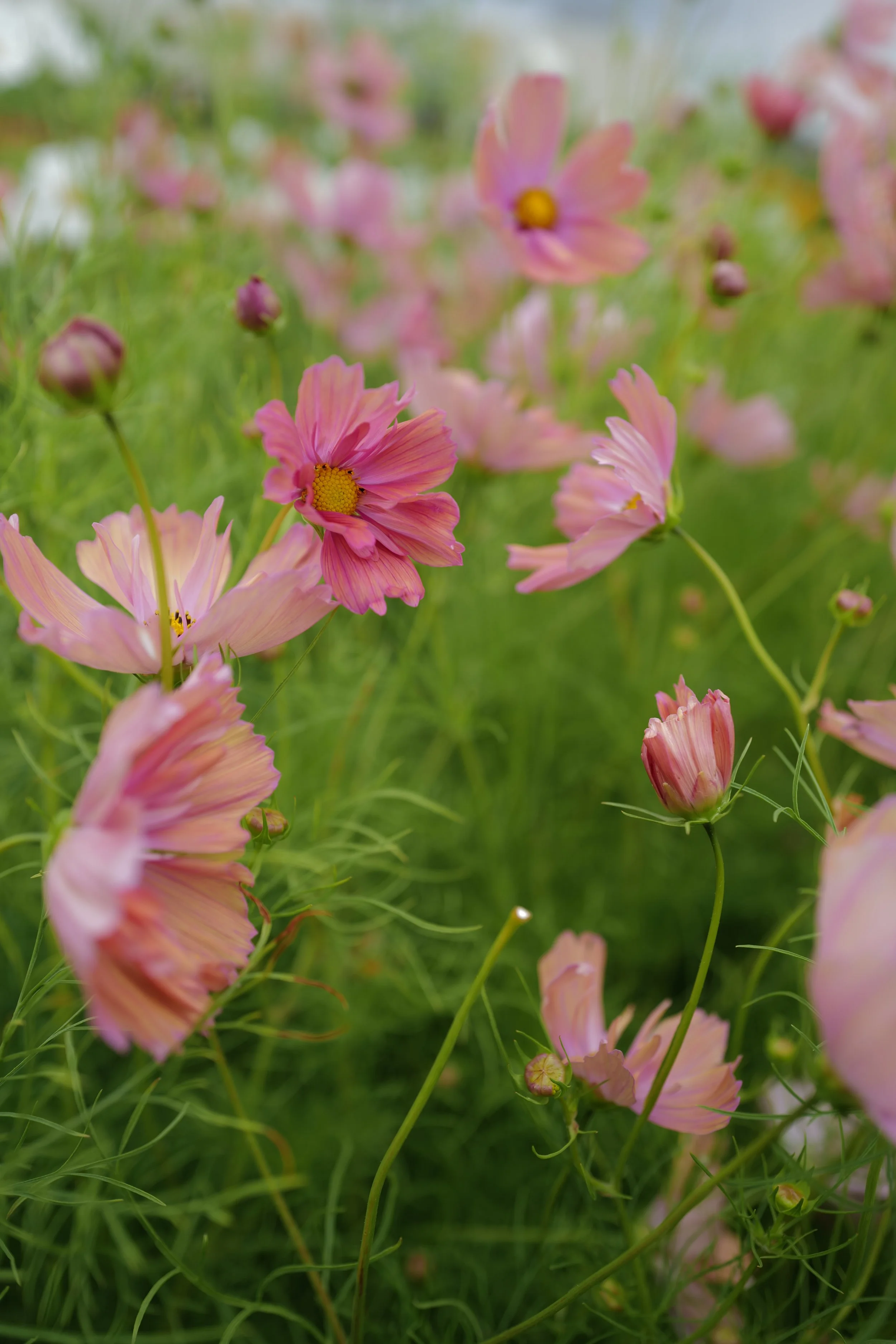 Cosmos ‘Apricotta'