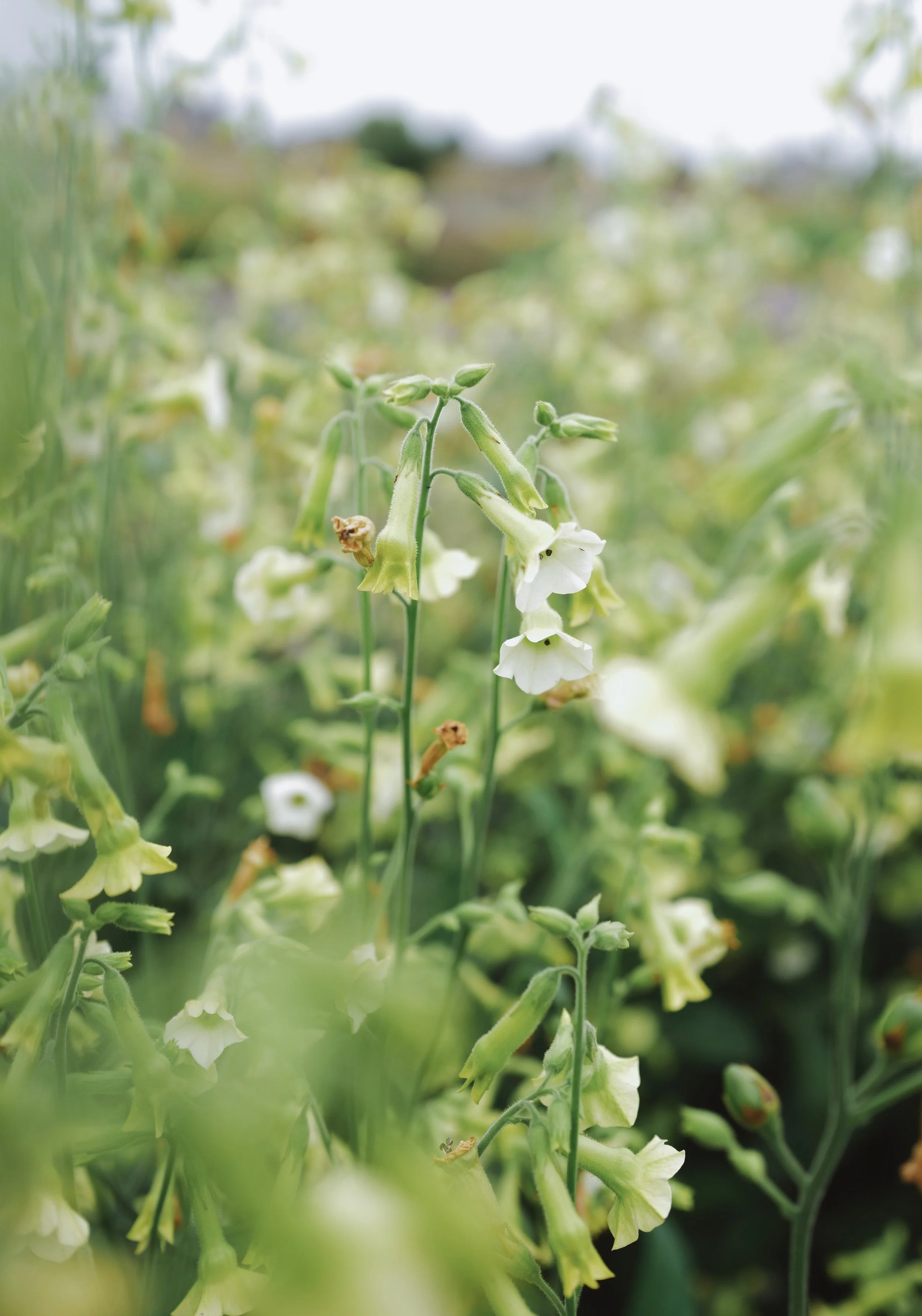 Nicotiana 'Starlight Dancer'