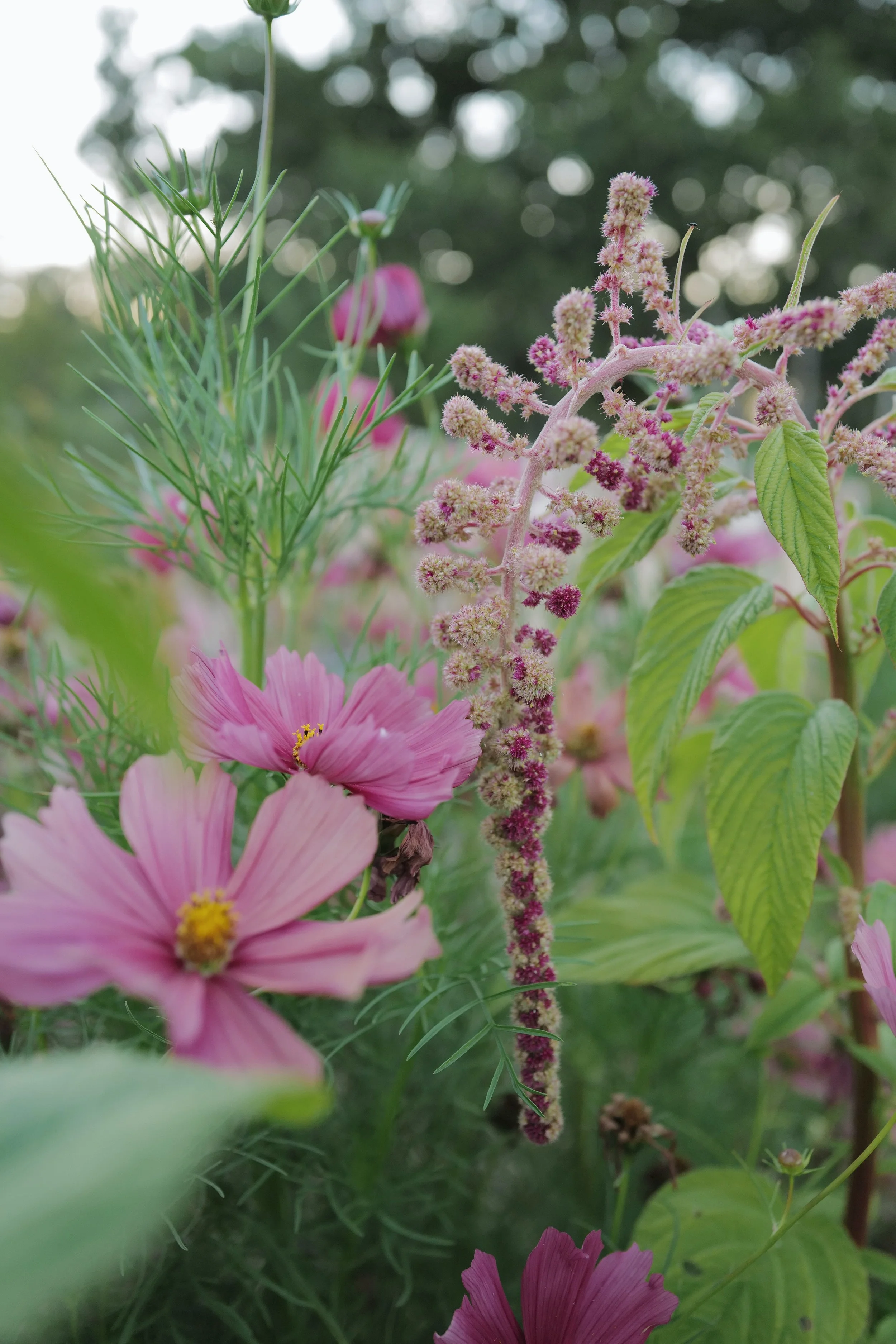 amaranthus mira2.jpeg