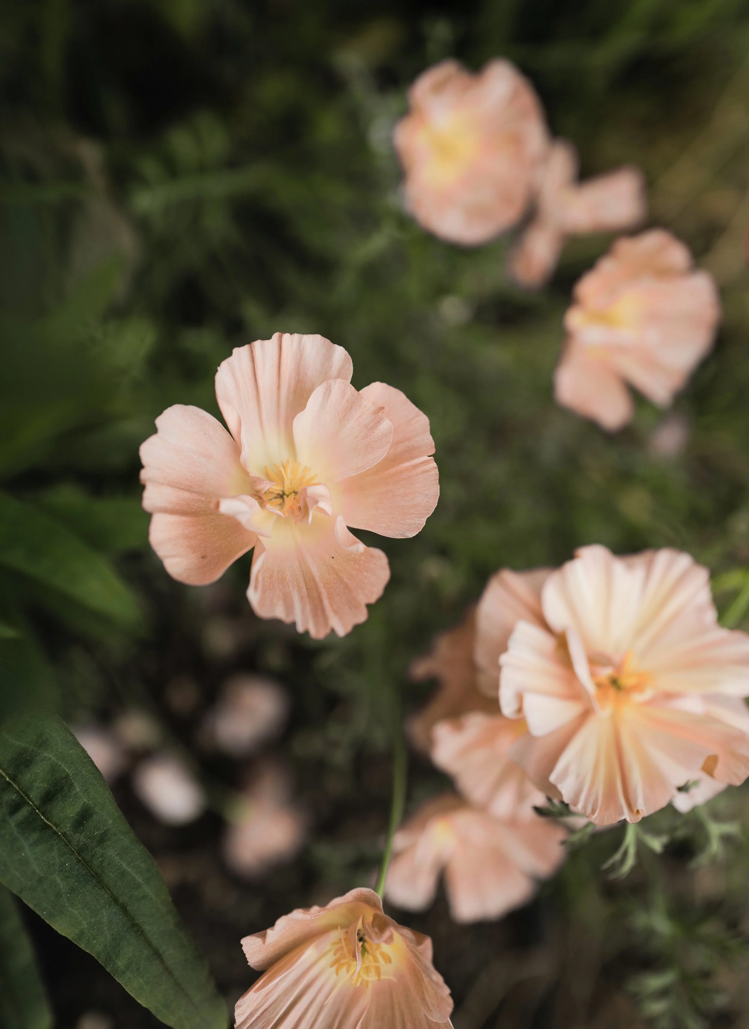 Poppy California ‘Pink Champagne’