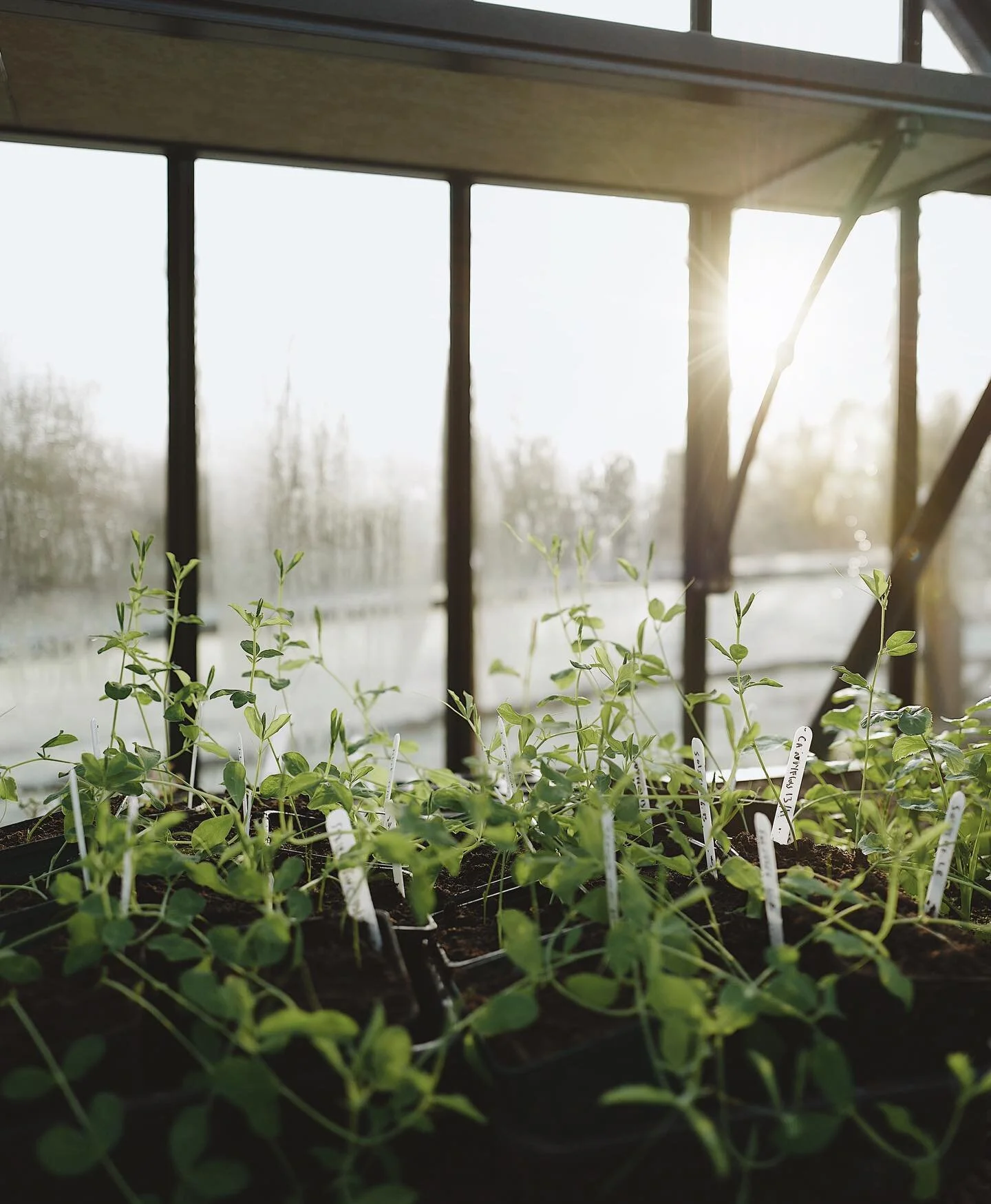 Windowsill Wednesday. The hard frost swiped the last of the flowers, and laid bare bones of the garden. Listening now for the quietest shuffles of new growth, and for the whispers of all the good things to come.
.
Sweet peas that need pinching
Ammi Majus seedlings basking in the sunshine
Narcissus- paper-whites, and arctic bells, violas and second sowings of Ammi 
Sweet peas that don&rsquo;t need pinching