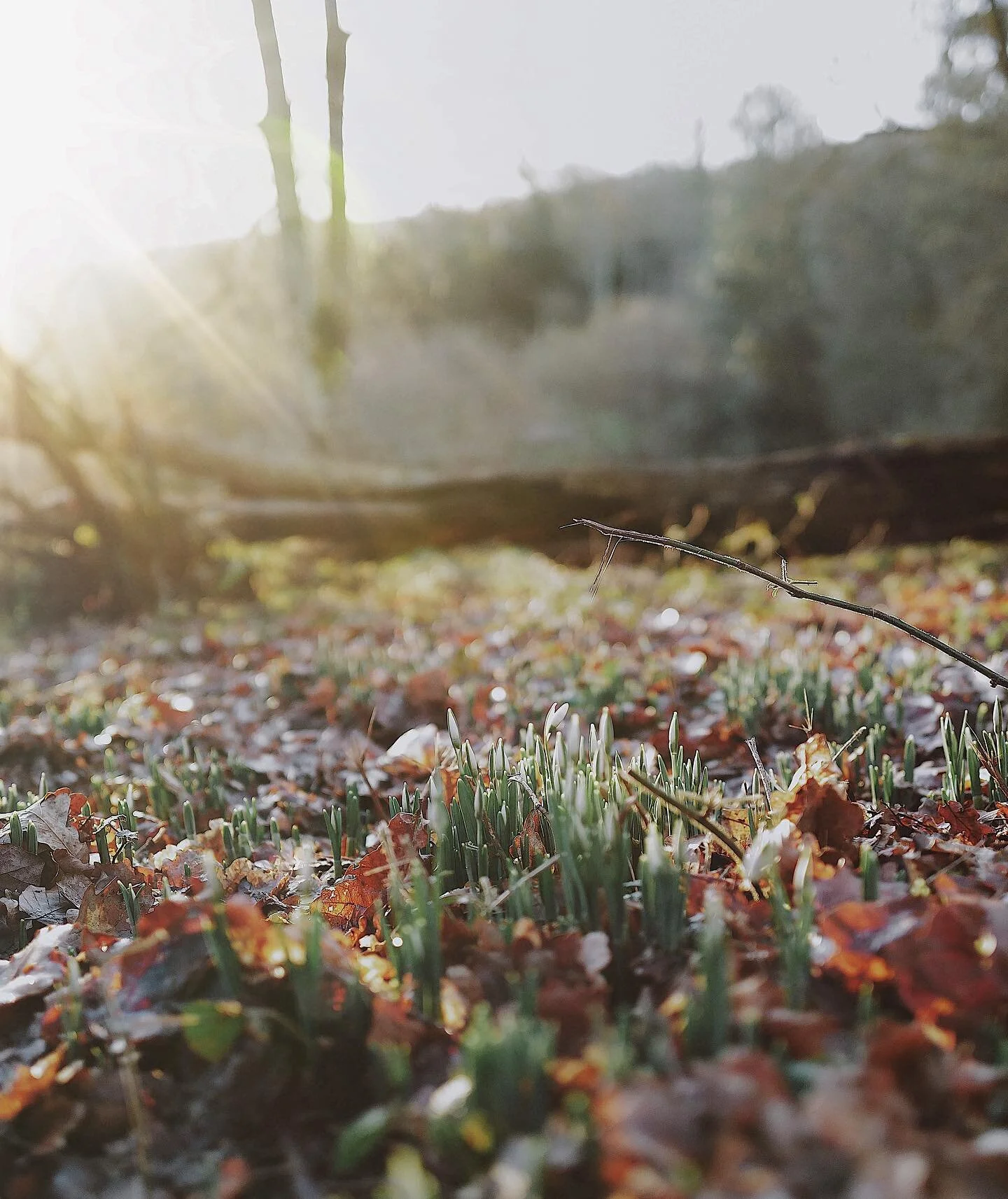 Just days away from opening, the snowdrops are almost here. Then there will be primroses and violets, daffodils and narcissus, followed by the bluebells and iris, and then it will be warm again and there will be leaves on the trees; all good things from here on out.