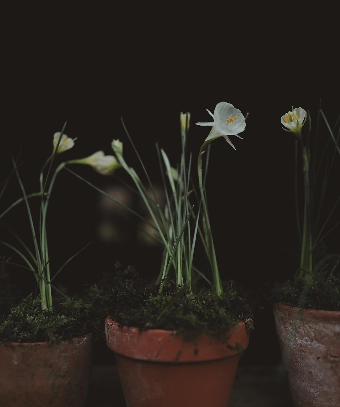 Windowsill Wednesday. The movement of time measured in buds and bells. 

Narcissus &lsquo;Arctic Bells&rsquo;. Planted on December 28th some time between 3 and 4 pm.