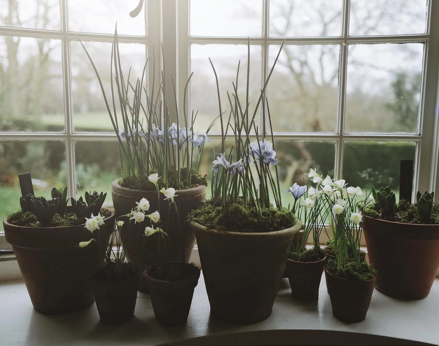 Waiting for the snow to settle 🤞🏼

Iris Reticula &lsquo;Alida&rsquo;
Narcissi bulbocodium &lsquo;Arctic Bells&rsquo;
And Hyacinths waiting in the wings