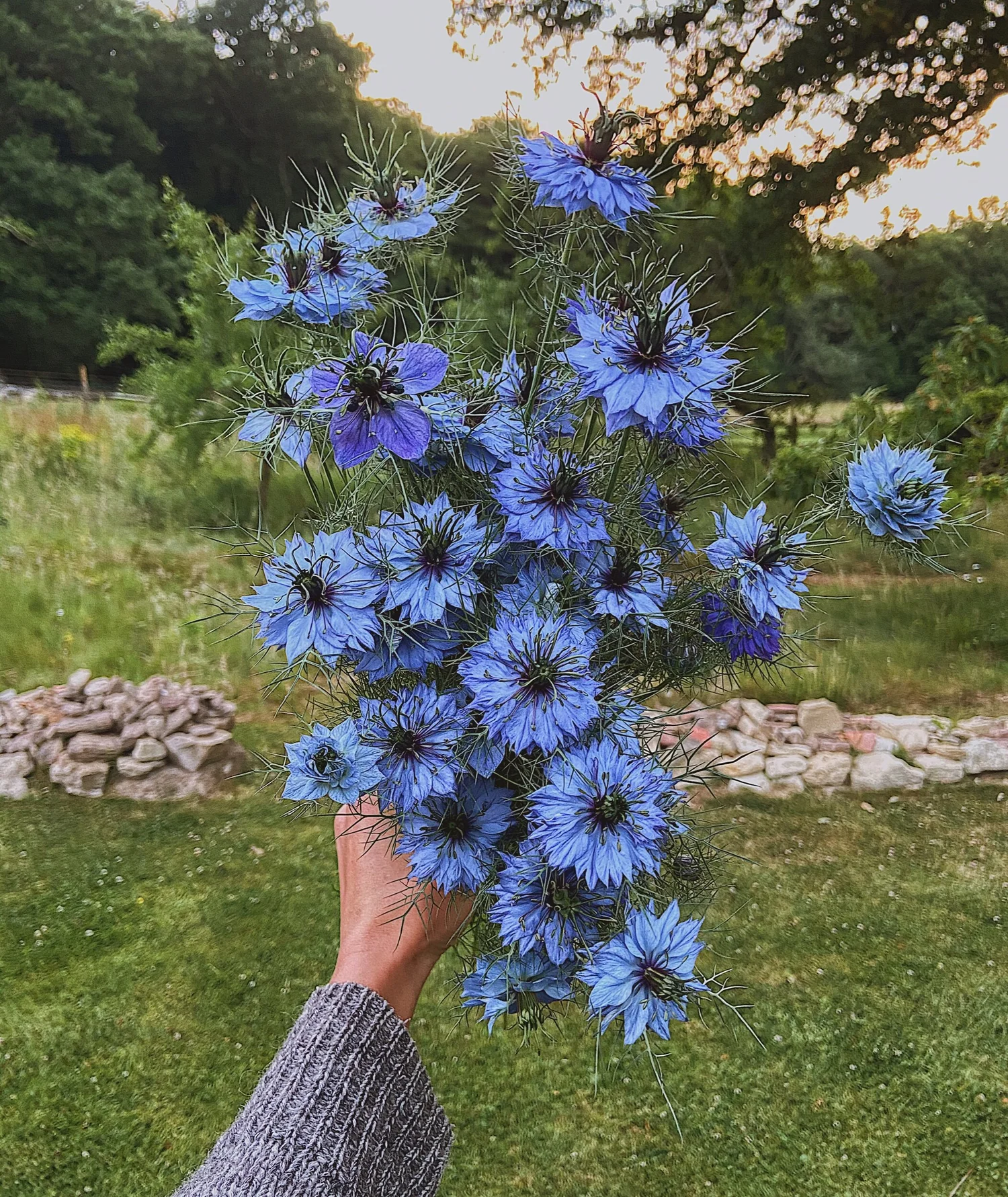 Nigella 'Persian Jewels' — ALMA | PROUST